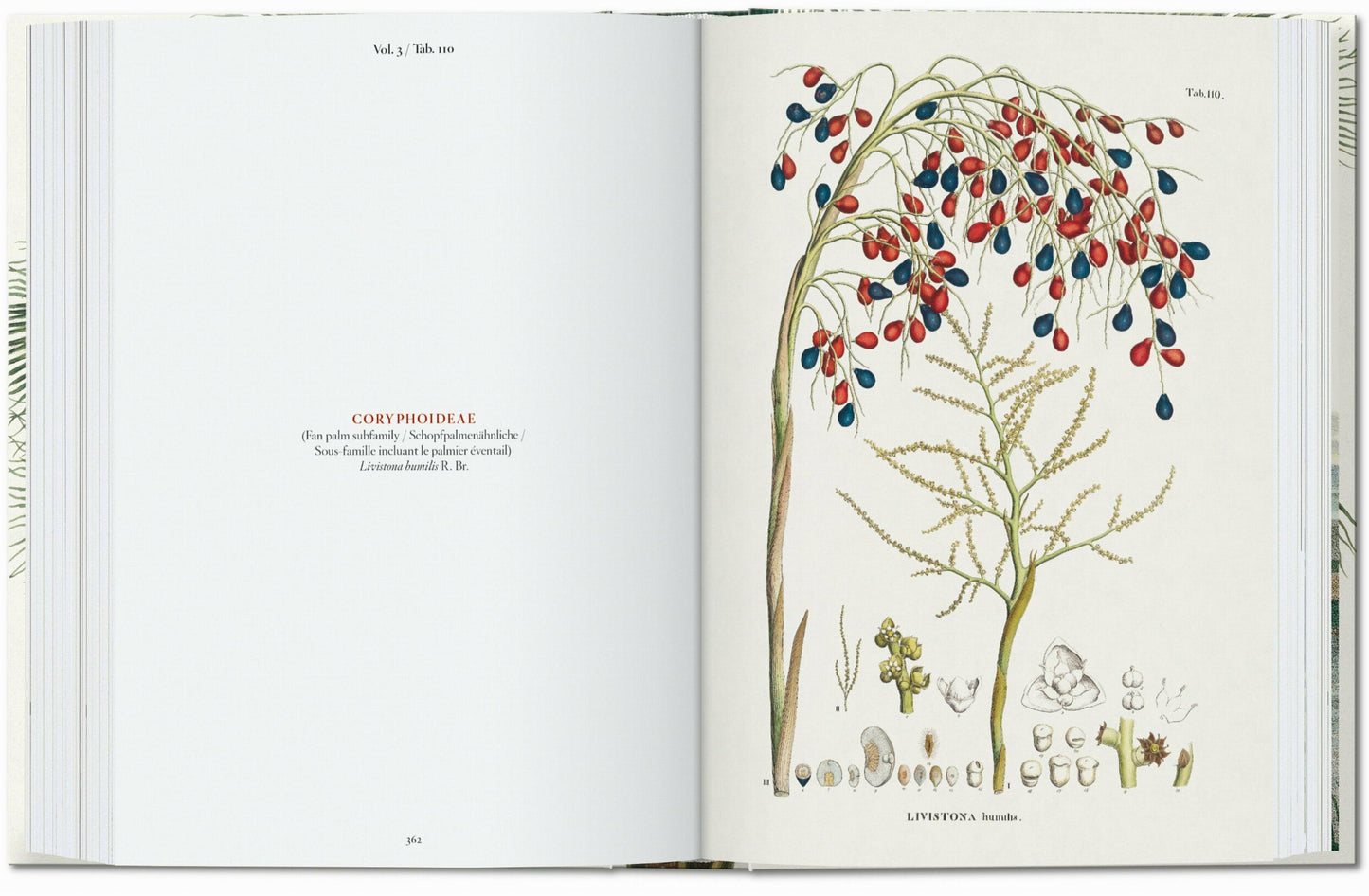 Martius. El libro de las palmeras. 45th Ed. (Spanish, Italian, Portuguese)