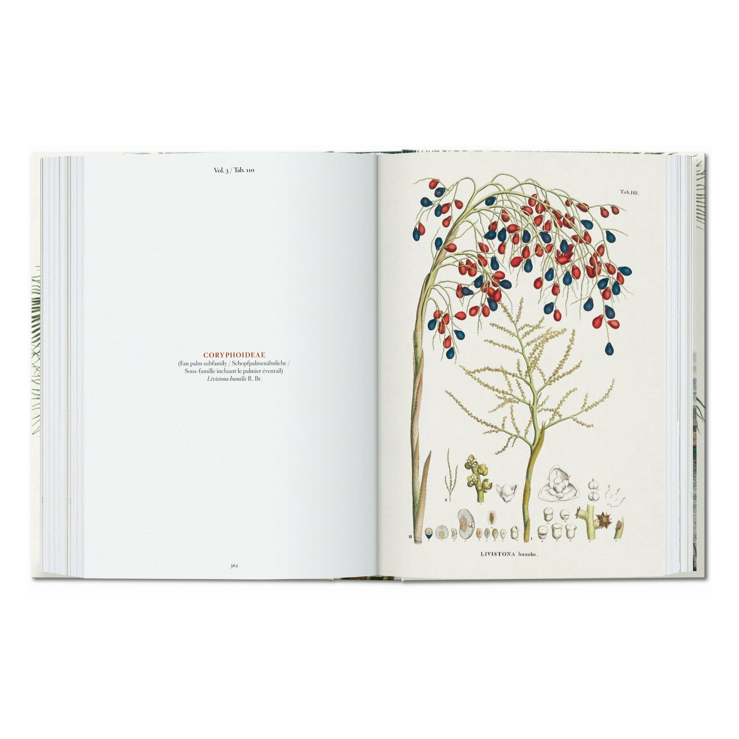 Martius. El libro de las palmeras. 45th Ed. (Spanish, Italian, Portuguese)
