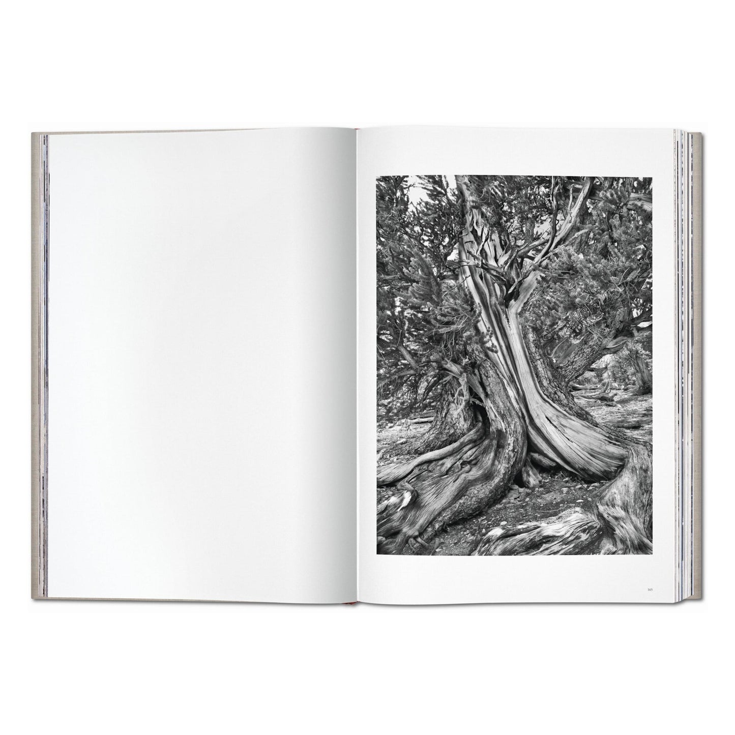 Sebastião Salgado. Genesis (English) (SA)