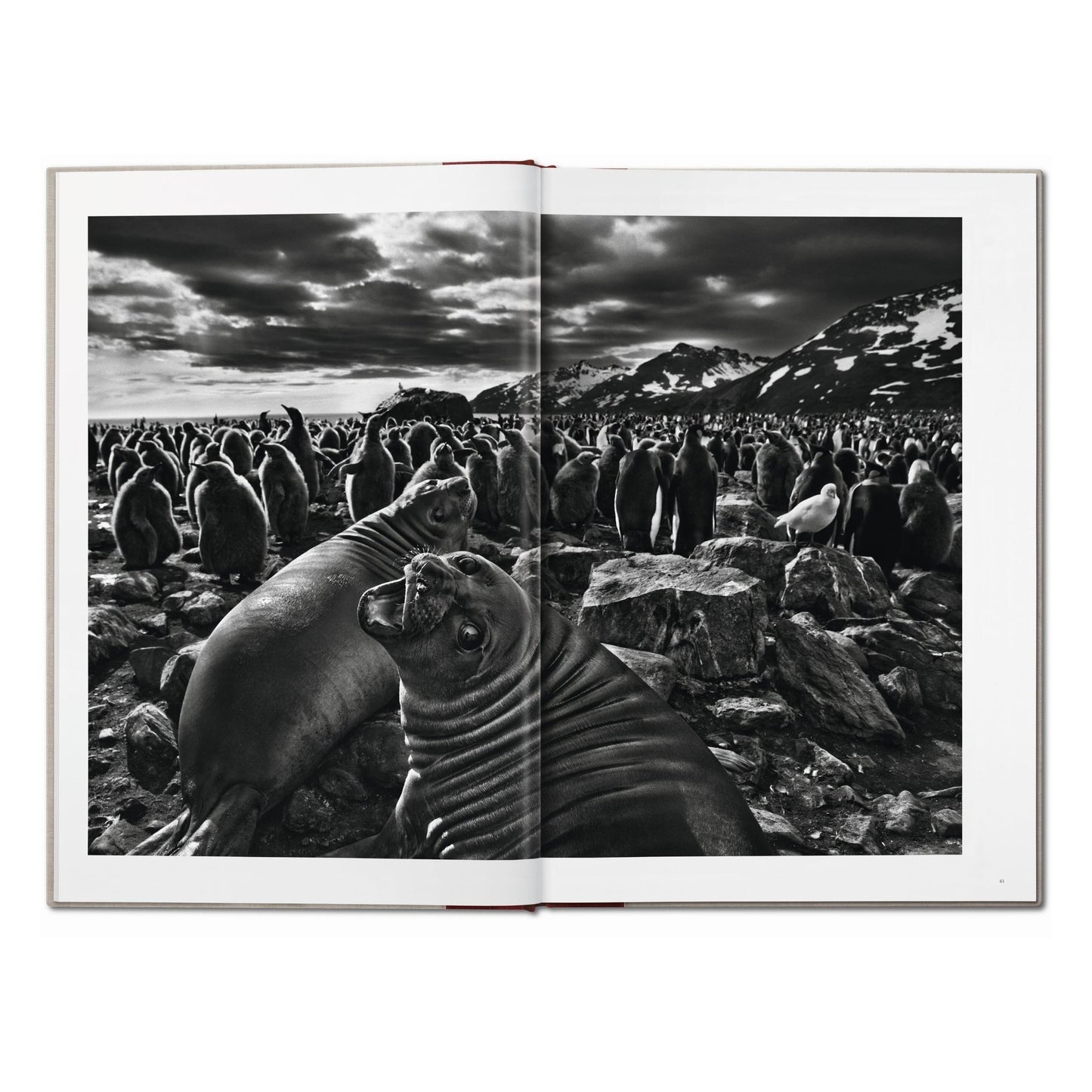 Sebastião Salgado. Genesis (English) (AP)
