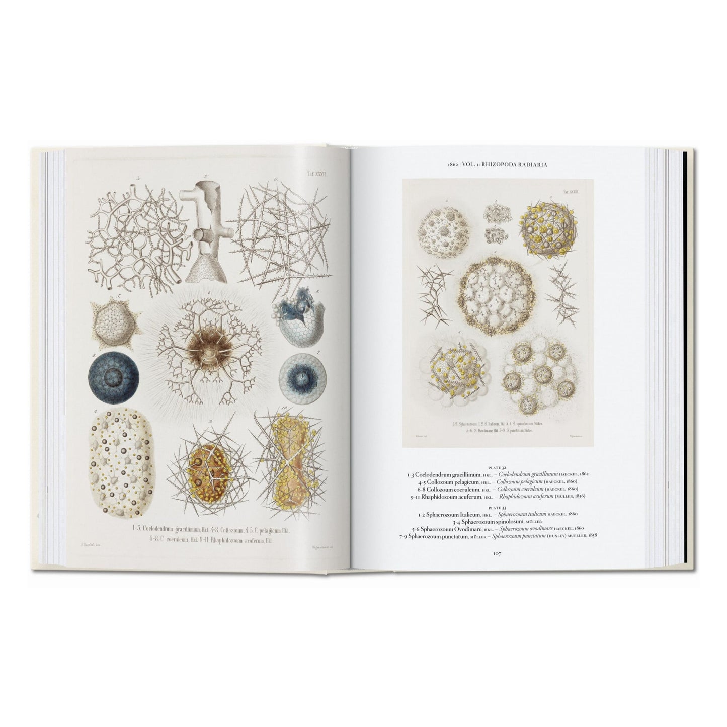 Ernst Haeckel. Kunst und Wissenschaft. 45th Ed. (German)