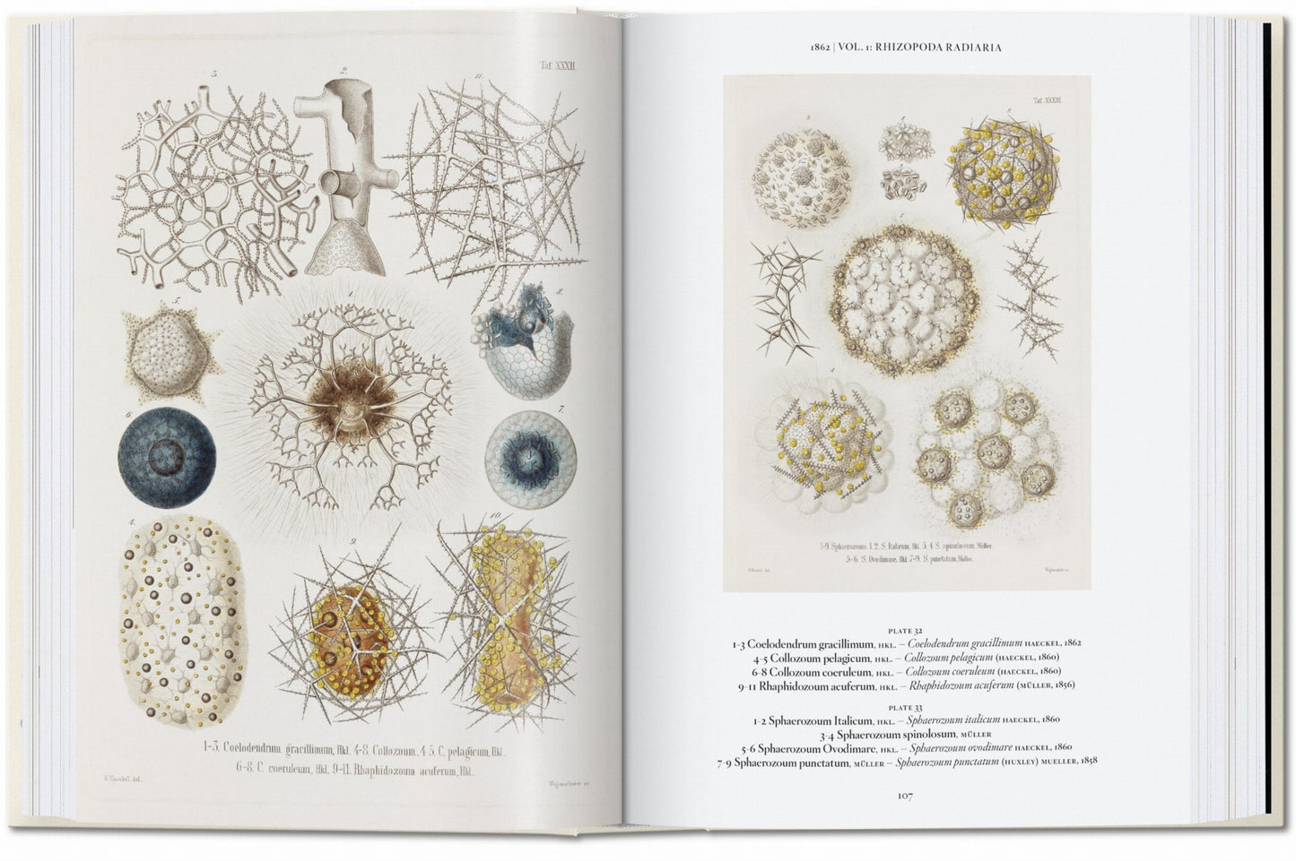 L’art et la science de Ernst Haeckel. 40th Ed. (French)