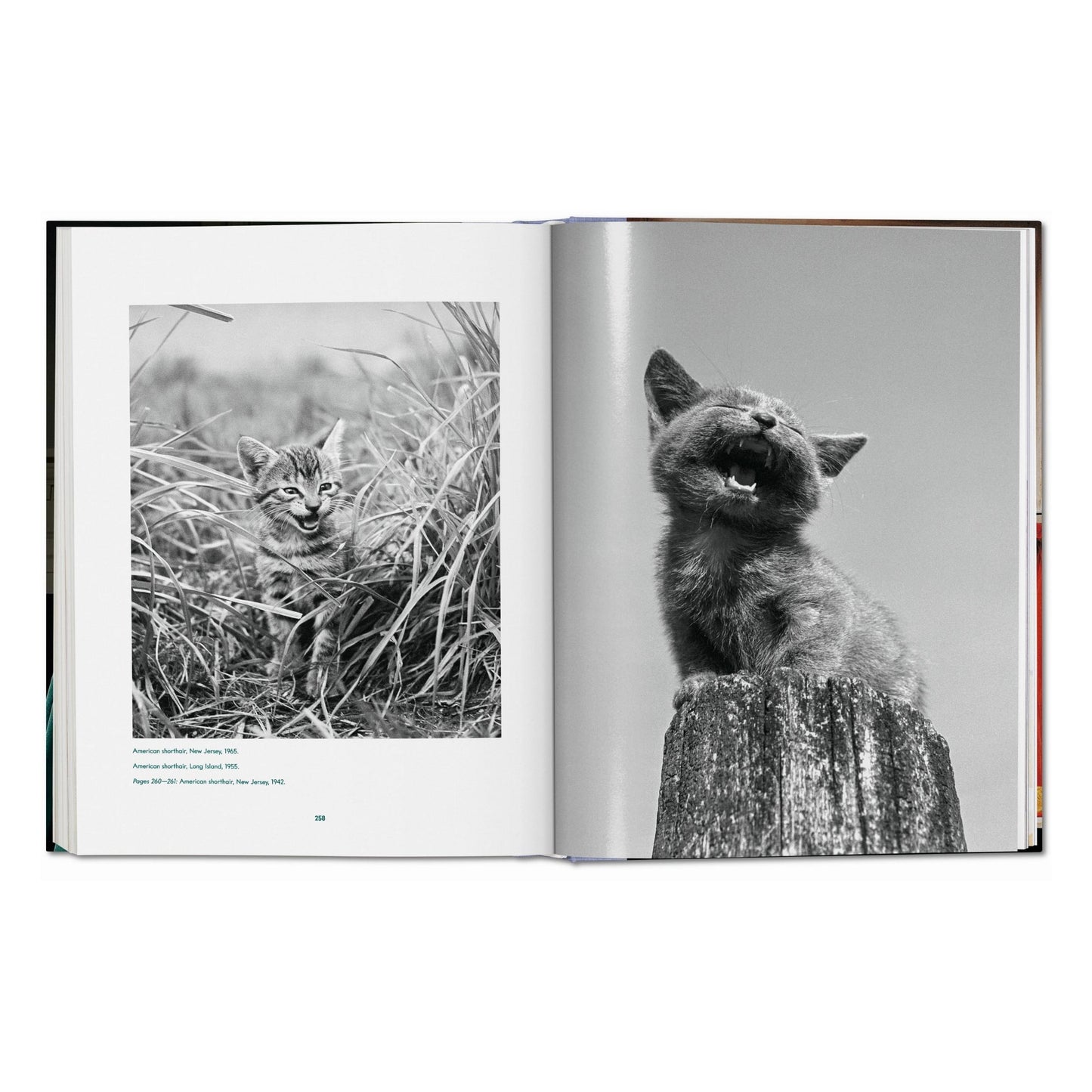 Walter Chandoha. Cats. Photographs 1942–2018 (German, French, English)
