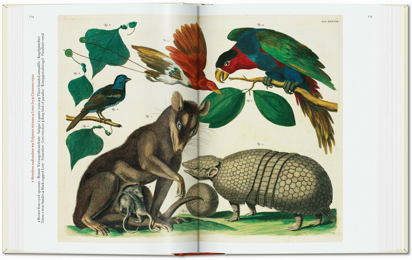 Seba. Cabinet of Natural Curiosities. 45th Ed. (German, French, English)