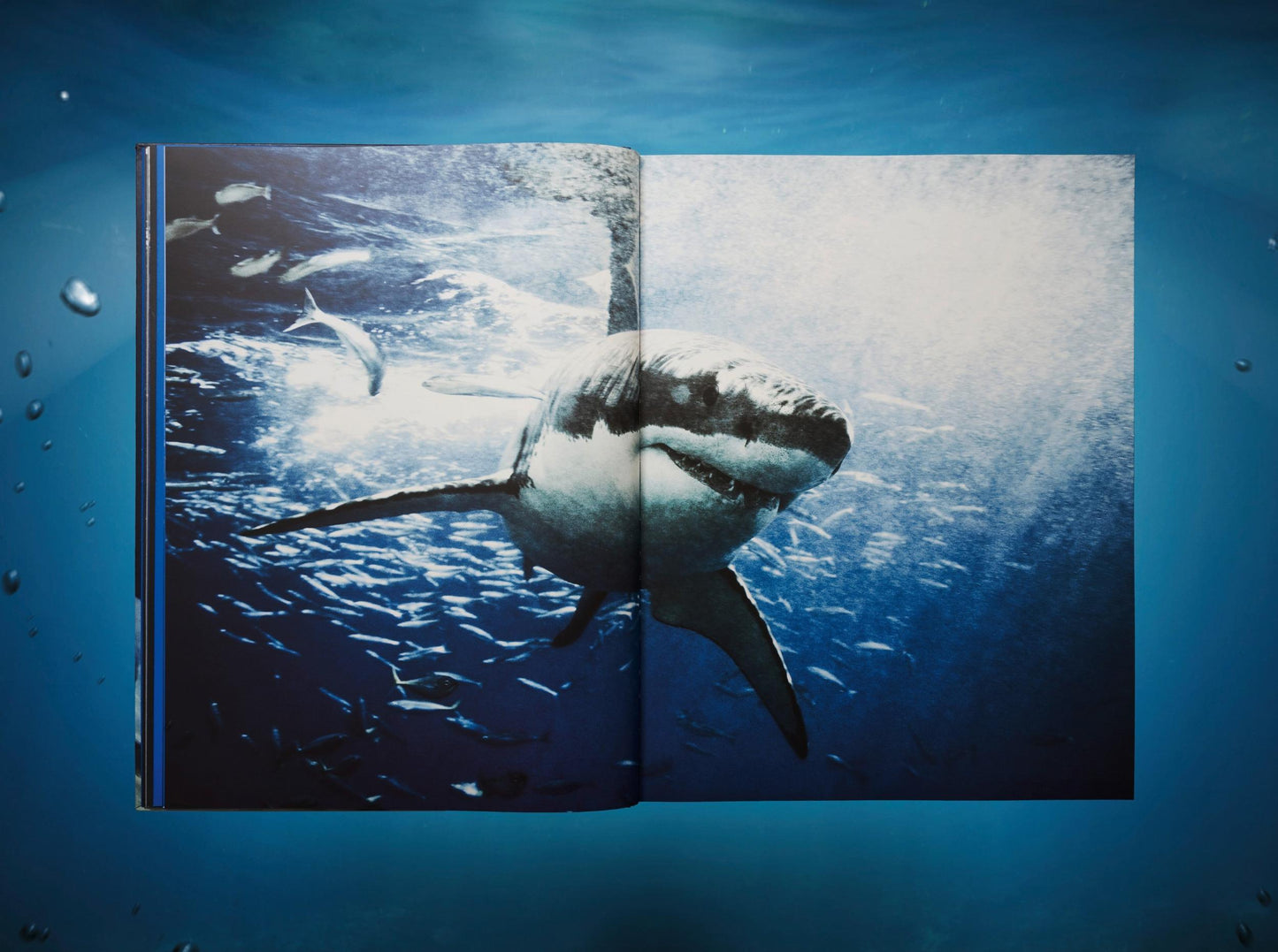 Michael Muller. Sharks, Art Edition No. 1–100 ‘Tear You Apart’ (English)