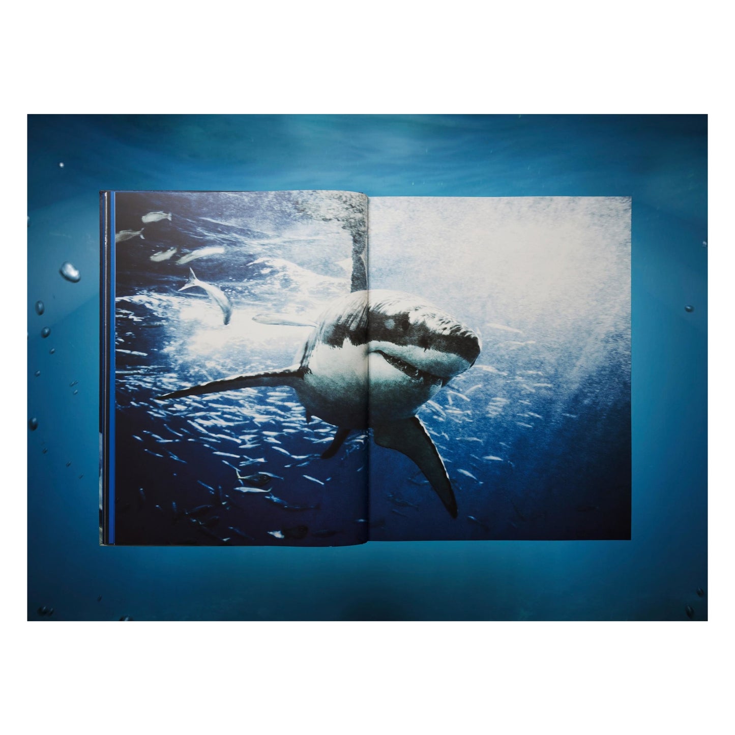 Michael Muller. Sharks, Art Edition No. 1–100 ‘Tear You Apart’ (English) (AP)