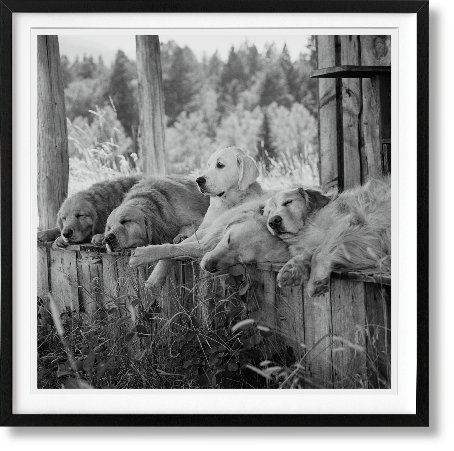 Bruce Weber. The Golden Retriever Photographic Society. Art Edition No. 1–100 ‘Little Bear Ranch, Montana, 1996’ (German, French, English) (SA)