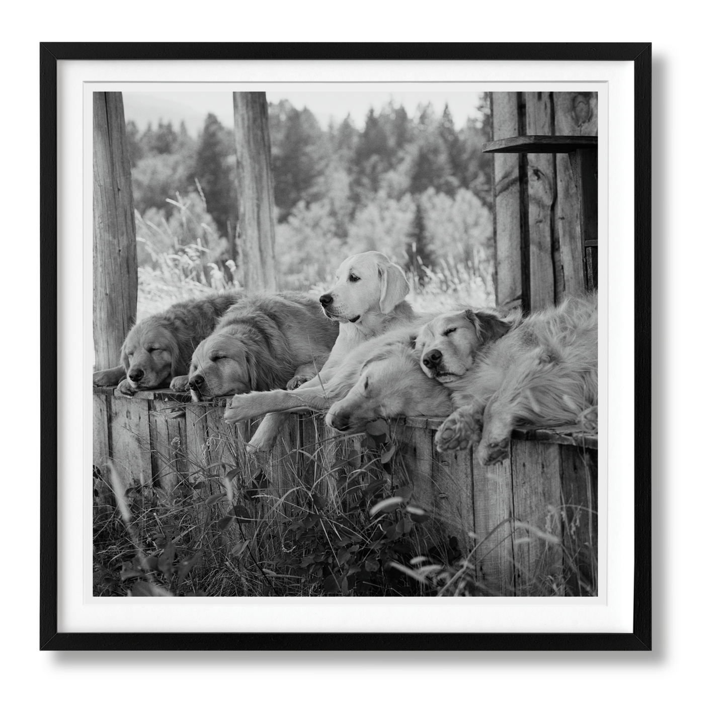 Bruce Weber. The Golden Retriever Photographic Society. Art Edition No. 1–100 ‘Little Bear Ranch, Montana, 1996’ (German, French, English)
