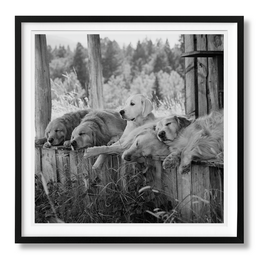 Bruce Weber. The Golden Retriever Photographic Society. Art Edition No. 1–100 ‘Little Bear Ranch, Montana, 1996’ (German, French, English)