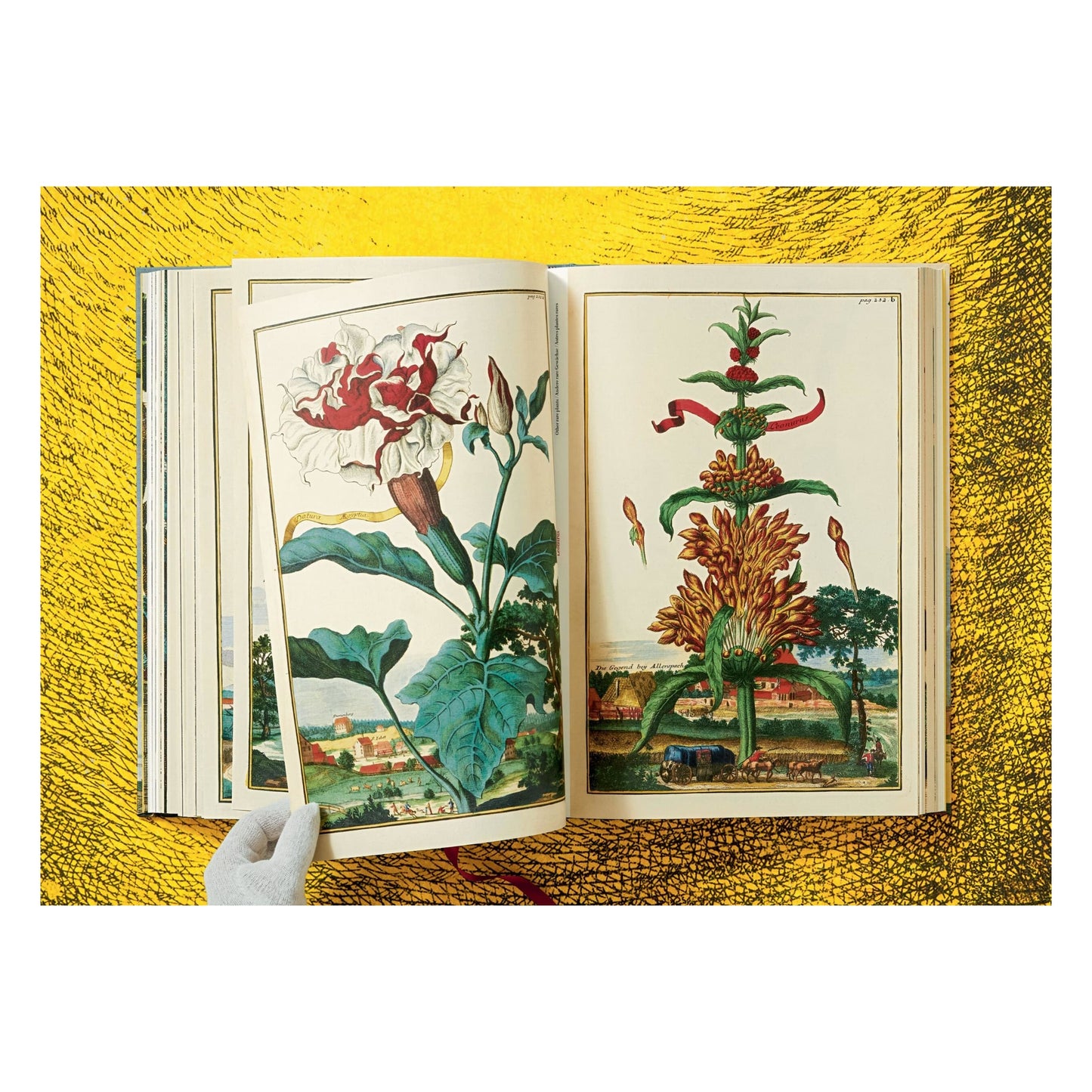 J. C. Volkamer. The Book of Citrus Fruits (German, French, English)