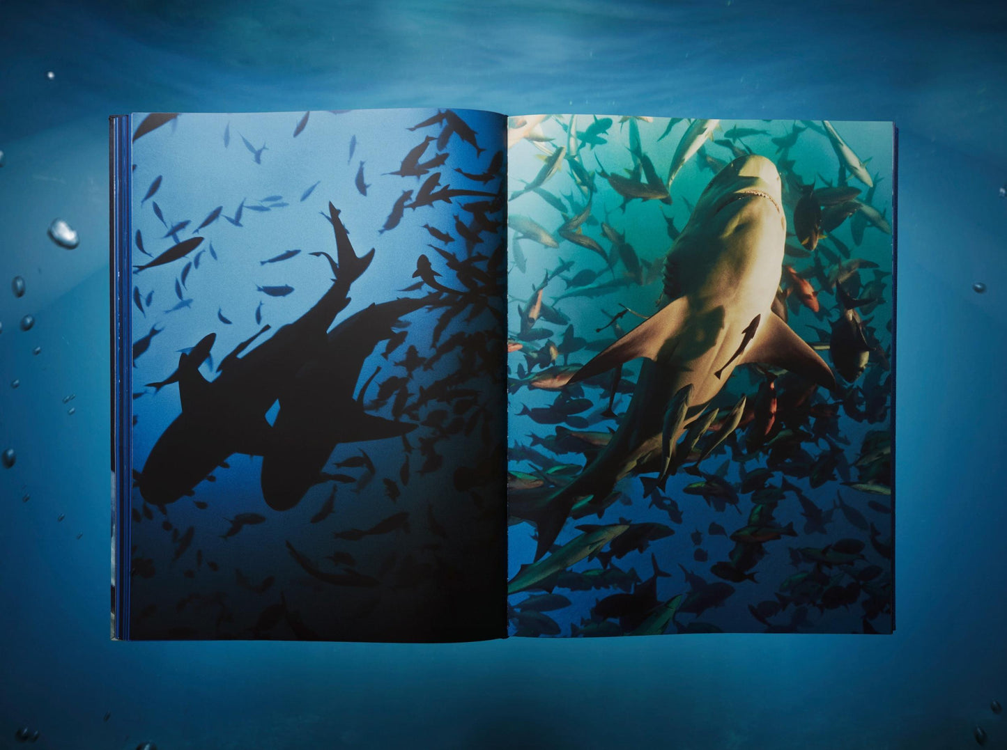 Michael Muller. Sharks, Art Edition No. 1–100 ‘Tear You Apart’ (English)