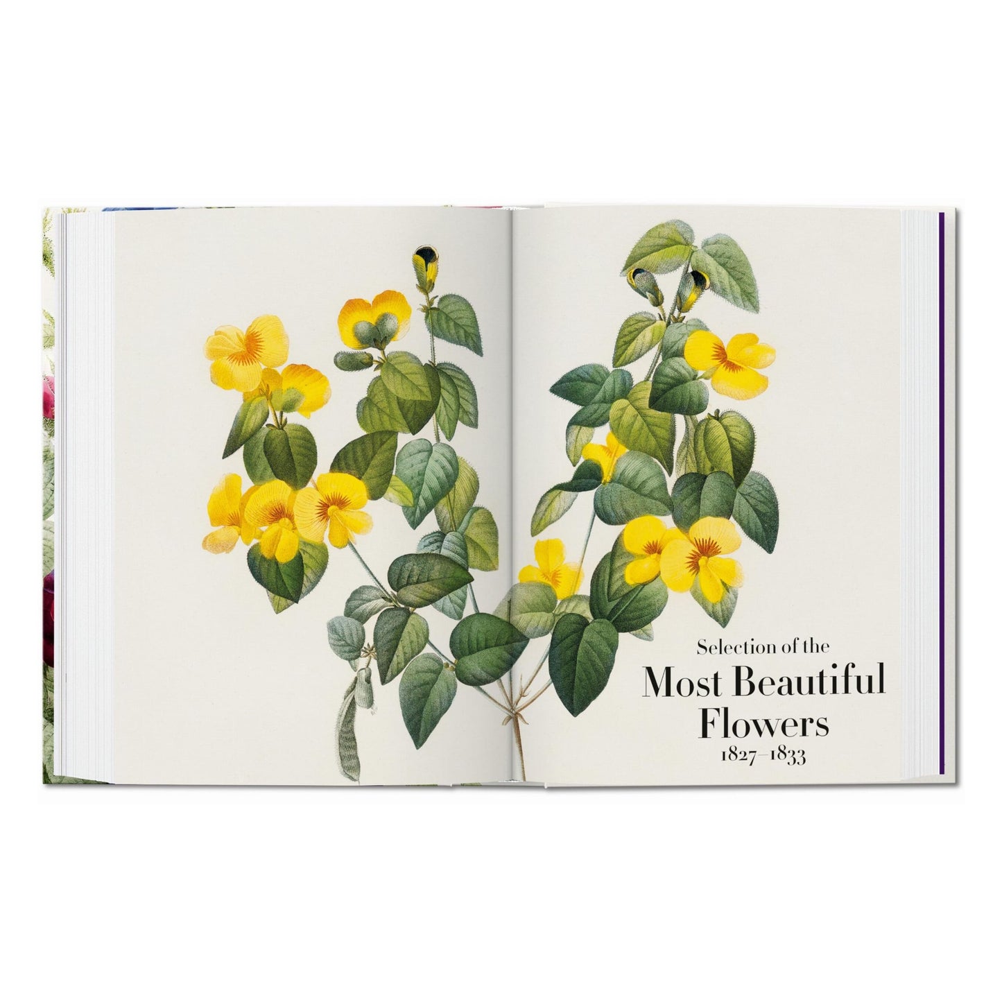 Redouté. El libro de las flores. 45th Ed. (Spanish, English, Italian)