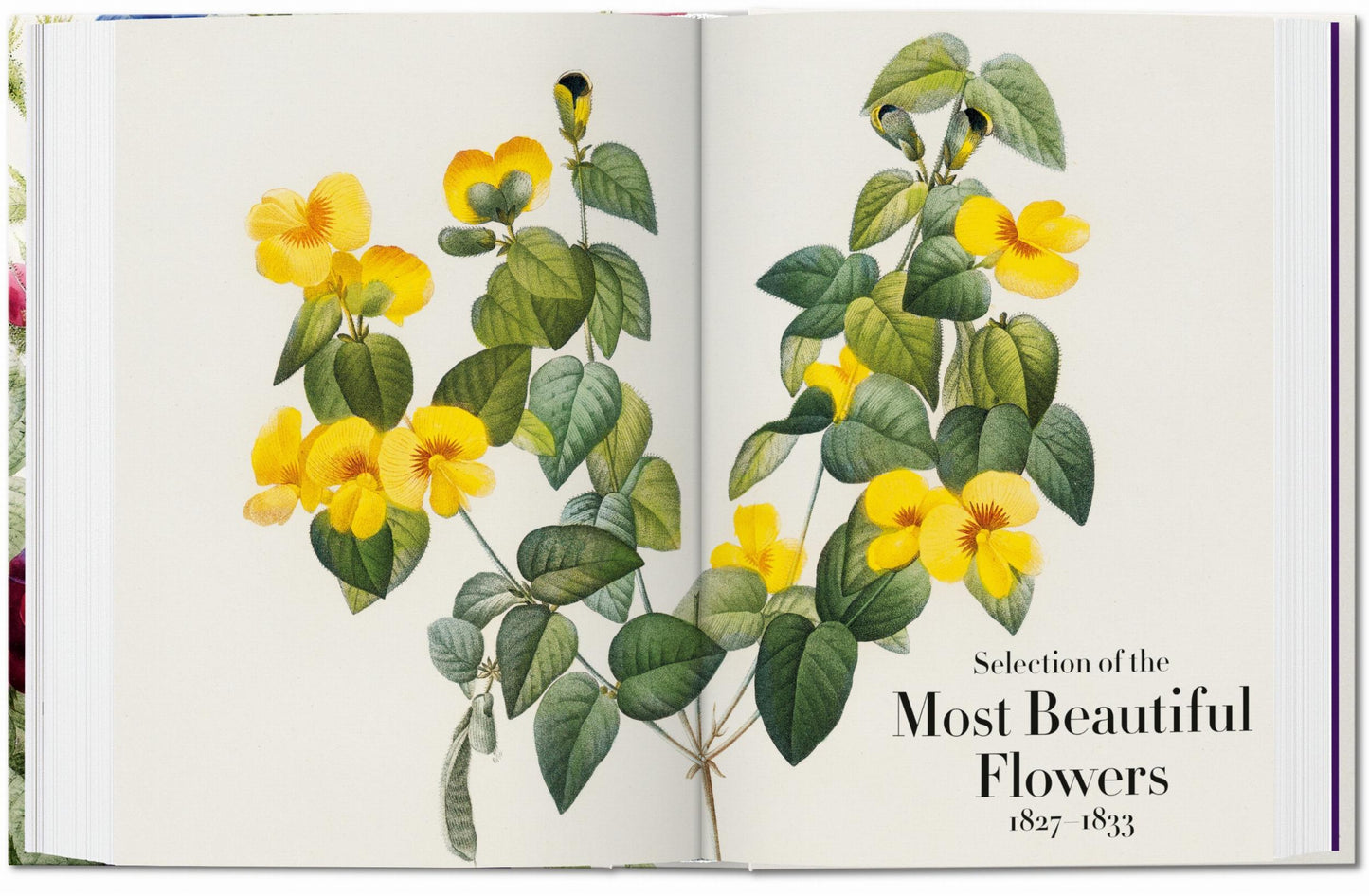 Redouté. El libro de las flores. 45th Ed. (Spanish, English, Italian)