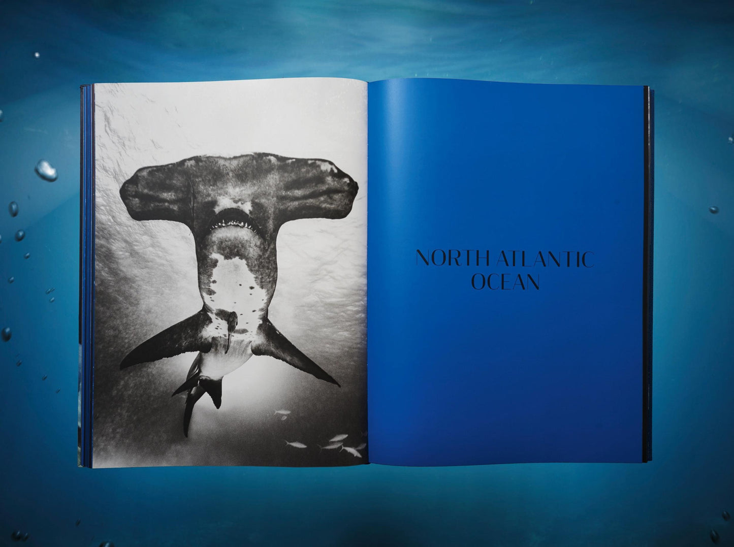 Michael Muller. Sharks, Art Edition No. 101–200 ‘Under Study’ (English) (AP)