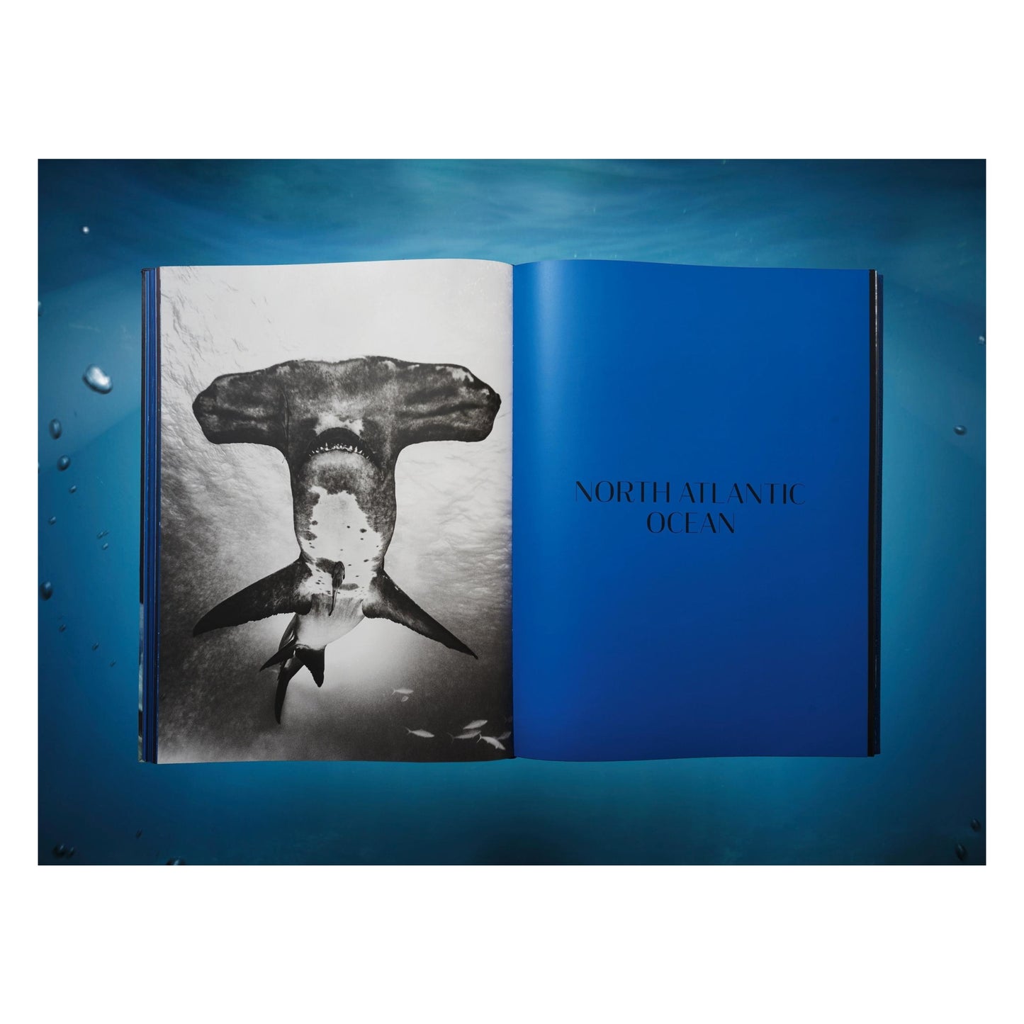 Michael Muller. Sharks, Art Edition No. 1–100 ‘Tear You Apart’ (English) (AP)