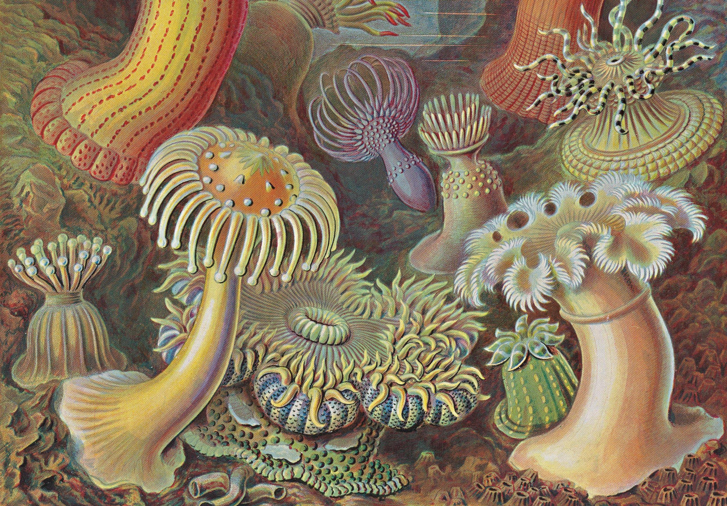 The Art and Science of Ernst Haeckel. 45th Ed. (English)