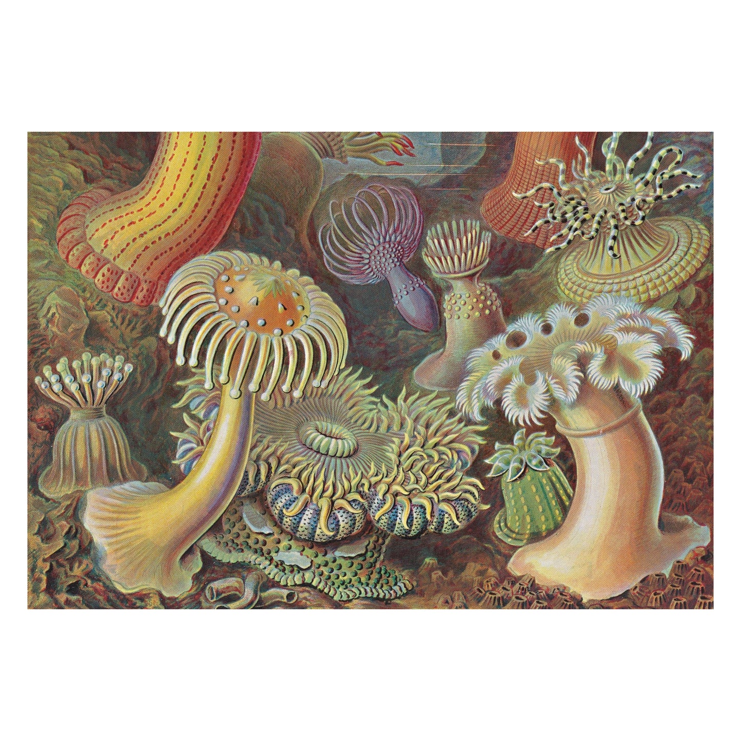 L’art et la science de Ernst Haeckel. 45th Ed. (French)
