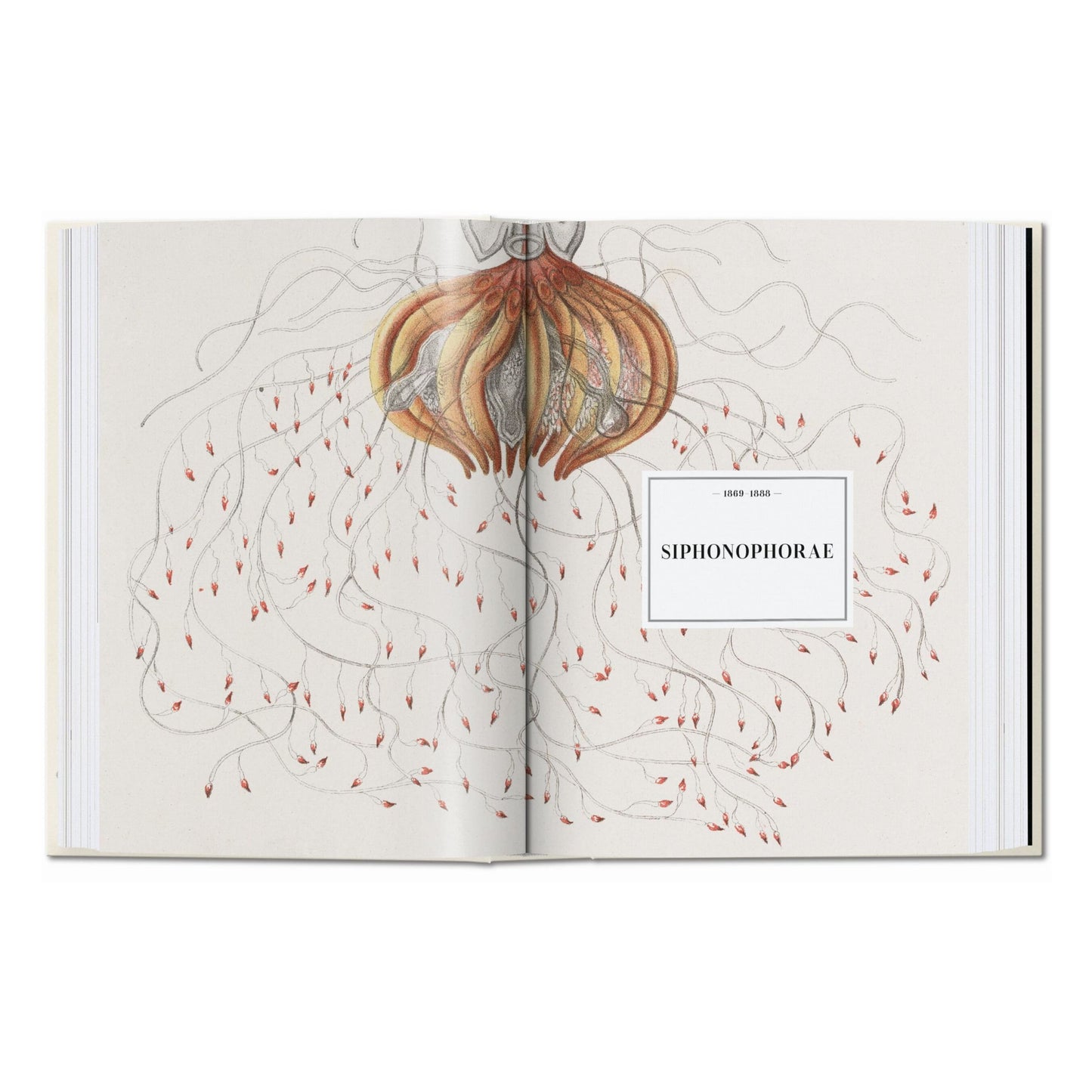 L’art et la science de Ernst Haeckel. 45th Ed. (French)