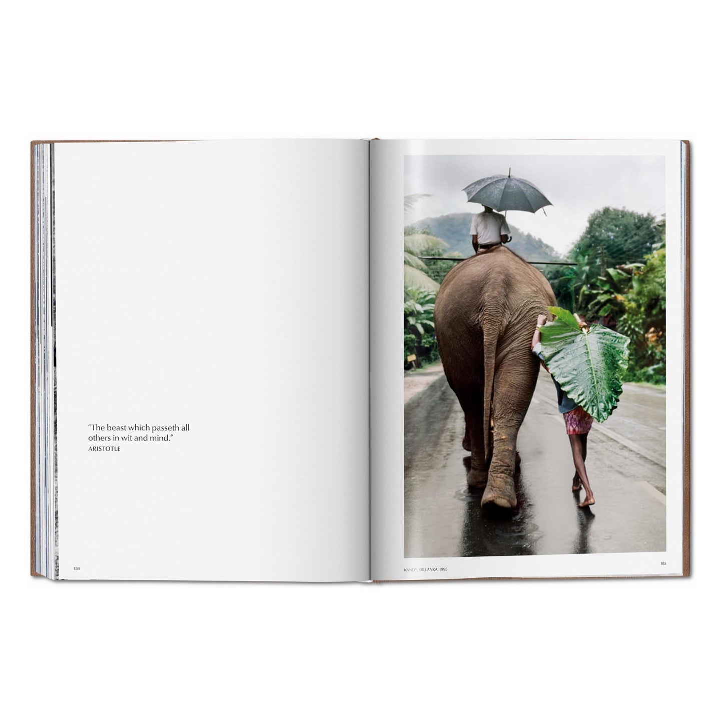 McCurry, Animals, Art A, Chiang Mai (German, French, English) (SA)