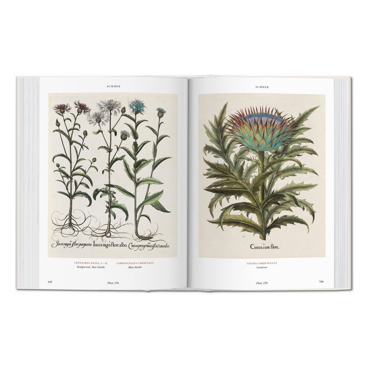 Basilius Besler. L'Herbier. Hortus Eystettensis (French)