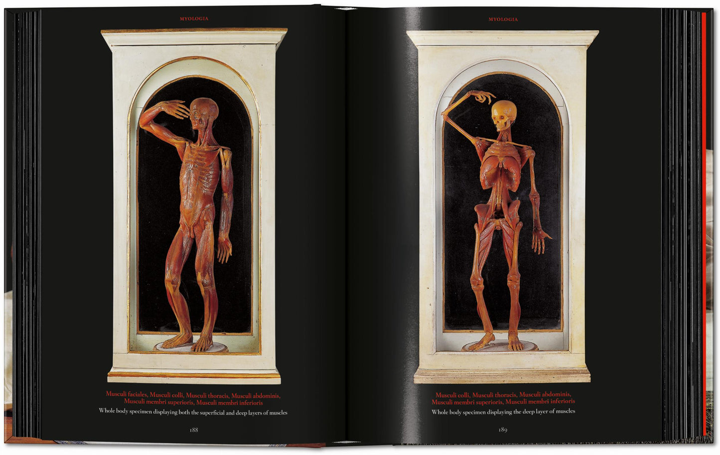 Anatomical Waxes. 45th Ed. (German, French, English)