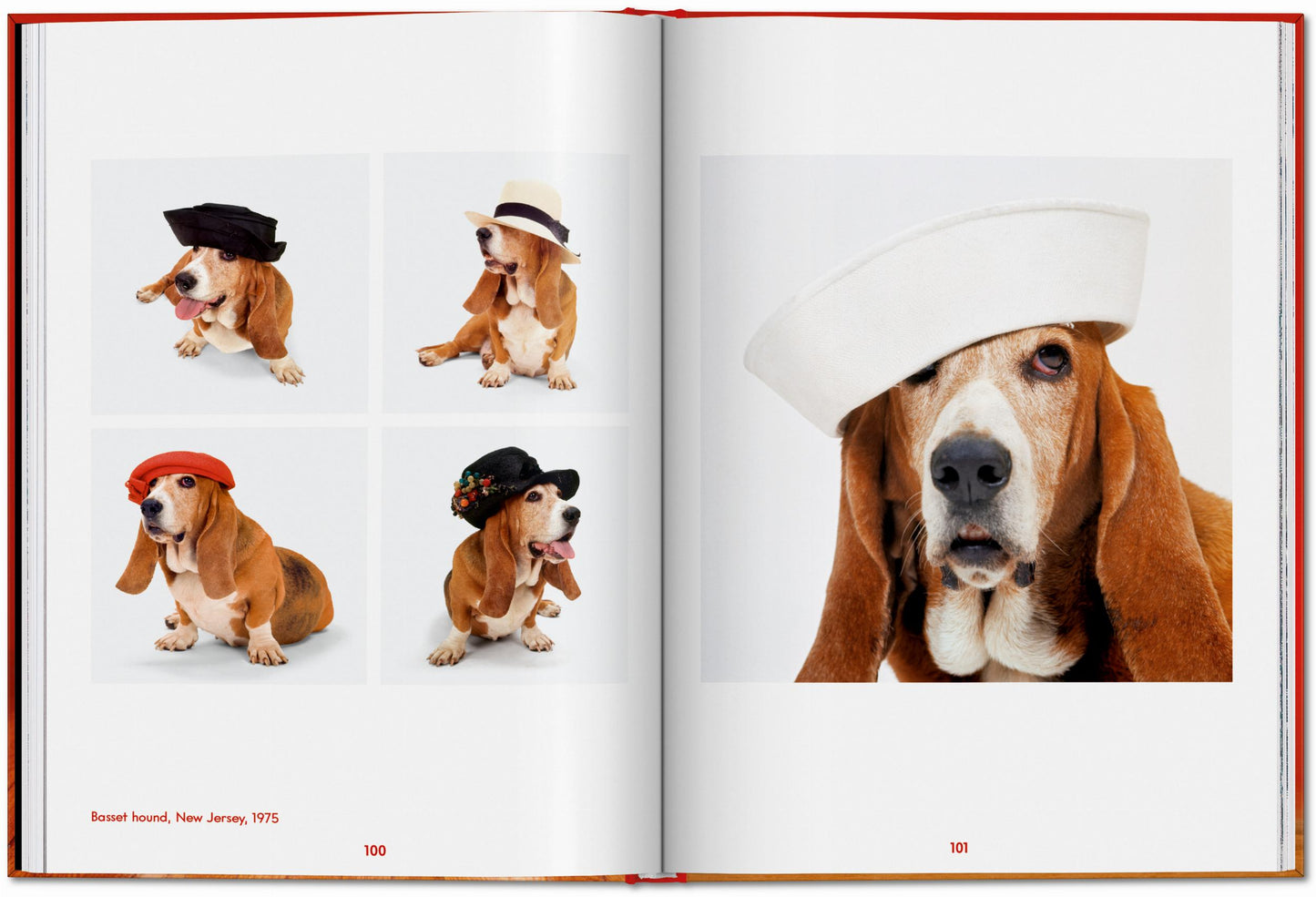 Walter Chandoha. Dogs. Photographs 1941–1991 (English)