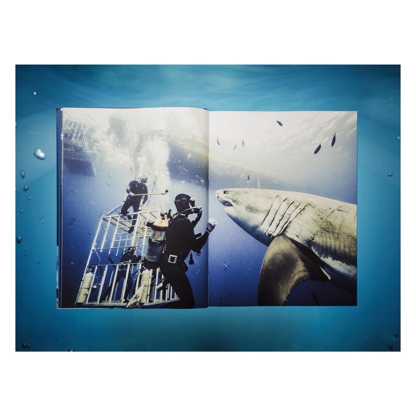 Michael Muller. Sharks, Art Edition No. 1–100 ‘Tear You Apart’ (English)