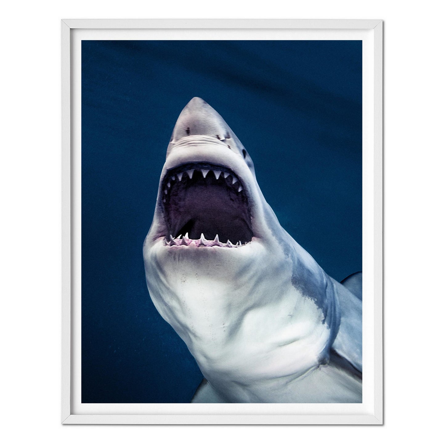 Michael Muller. Sharks, Art Edition No. 1–100 ‘Tear You Apart’ (English)