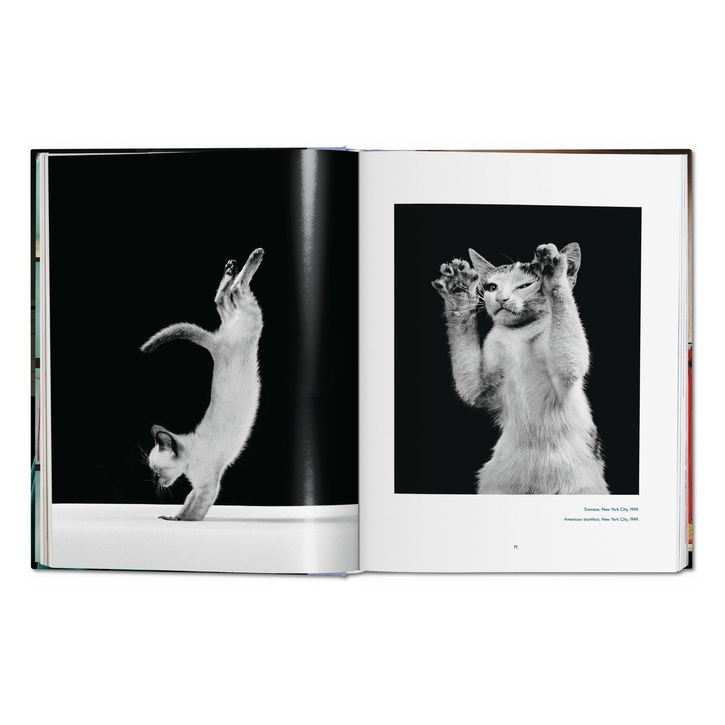 Walter Chandoha. Cats. Photographs 1942–2018 (German, French, English)