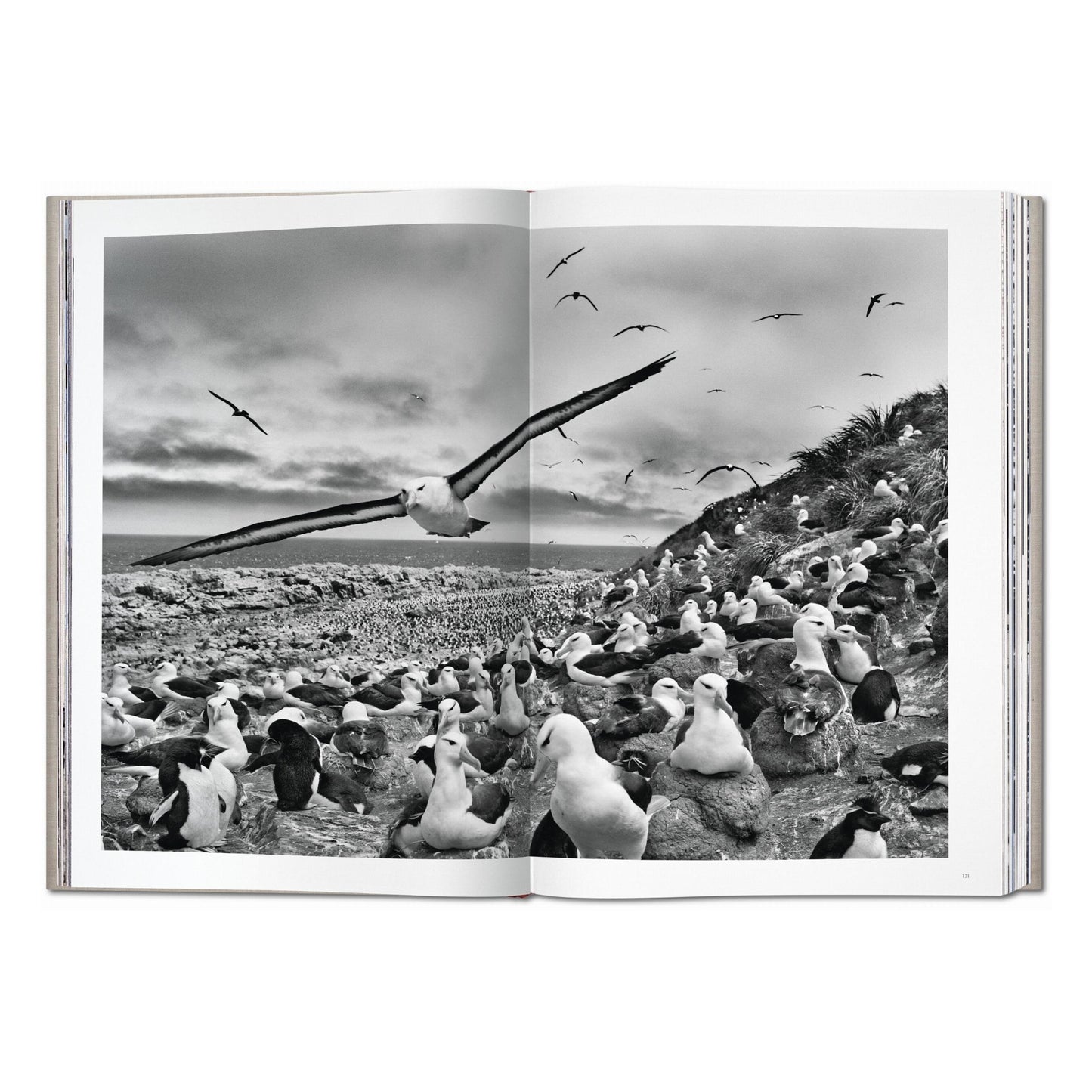 Sebastião Salgado. Genesis (English) (AP)