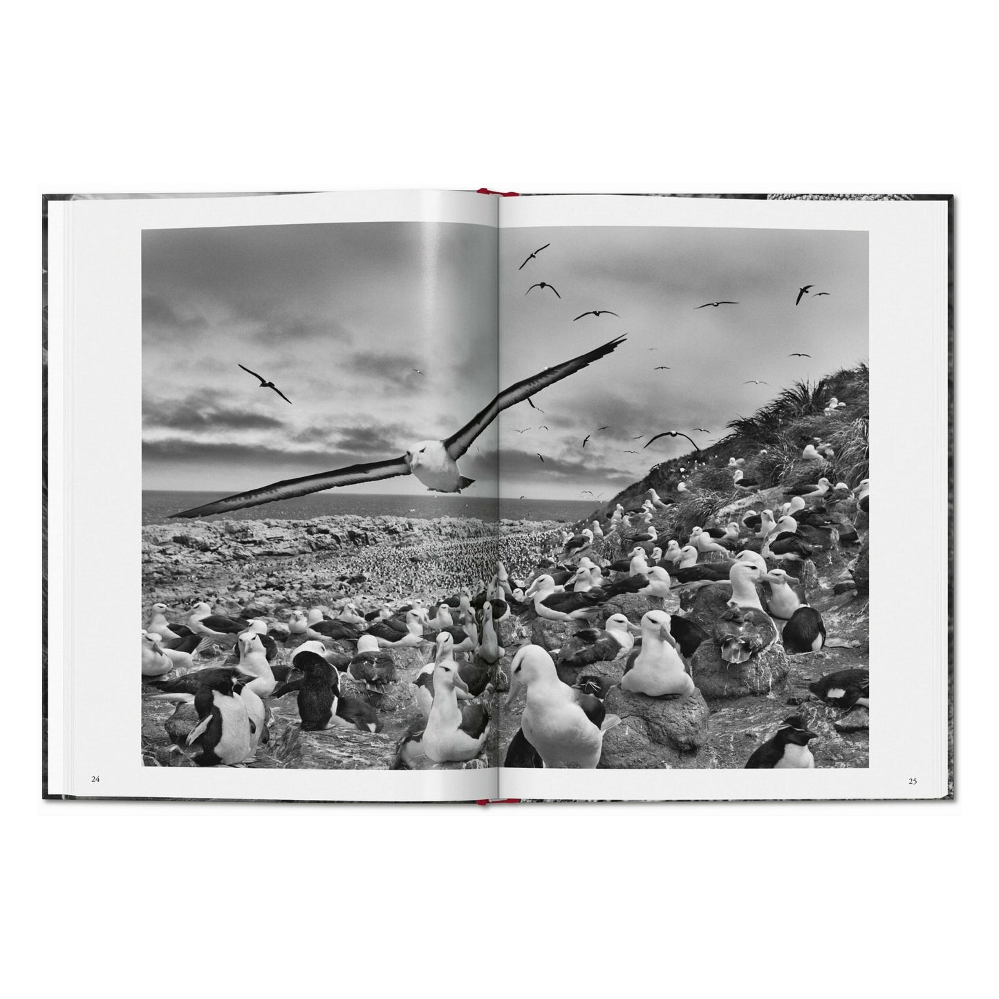 Sebastião Salgado. Genesis (German)