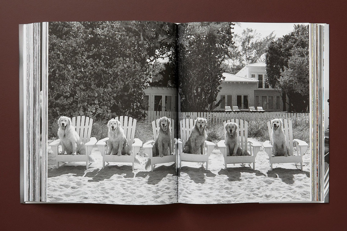 Bruce Weber. The Golden Retriever Photographic Society. Art Edition No. 1–100 ‘Little Bear Ranch, Montana, 1996’ (German, French, English) (AP)