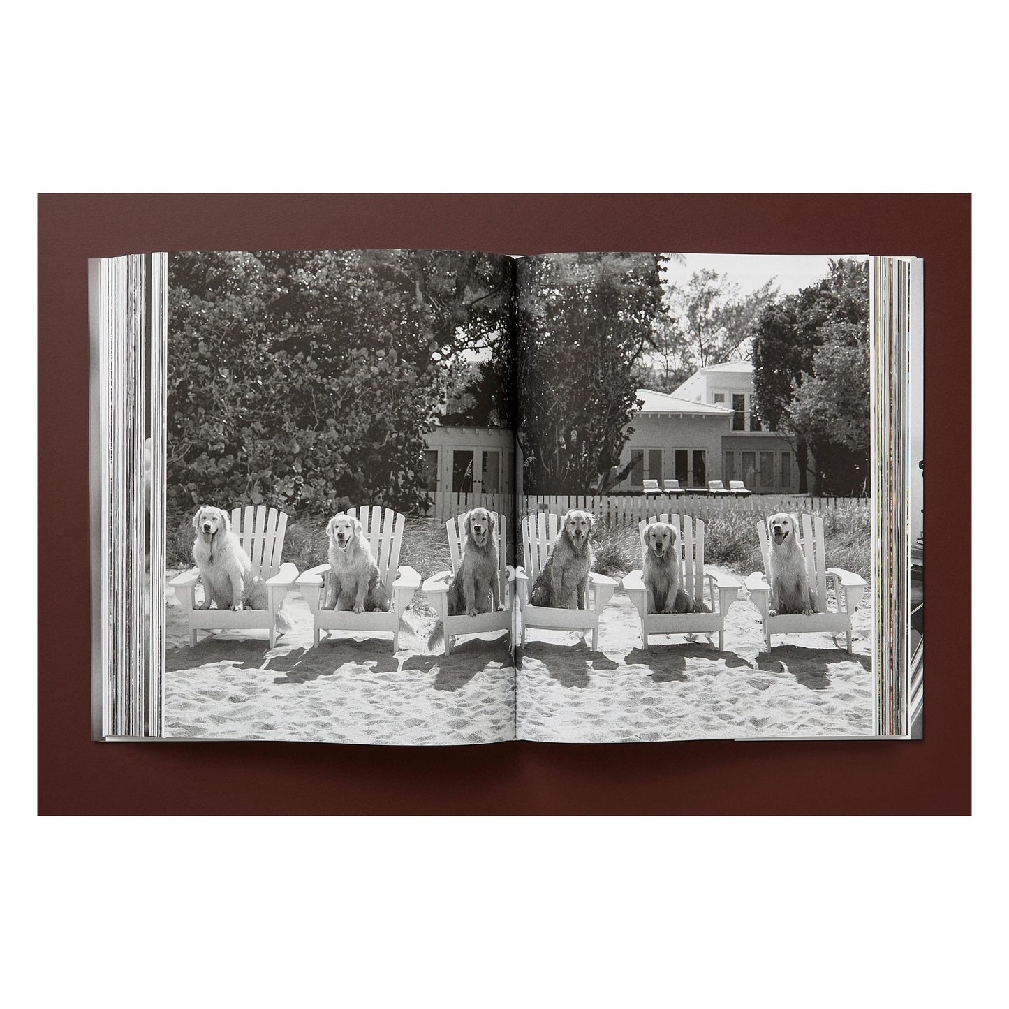 Bruce Weber. The Golden Retriever Photographic Society. Art Edition No. 101–200 ‘Hud, New York City, 2011’ (German, French, English) (AP)