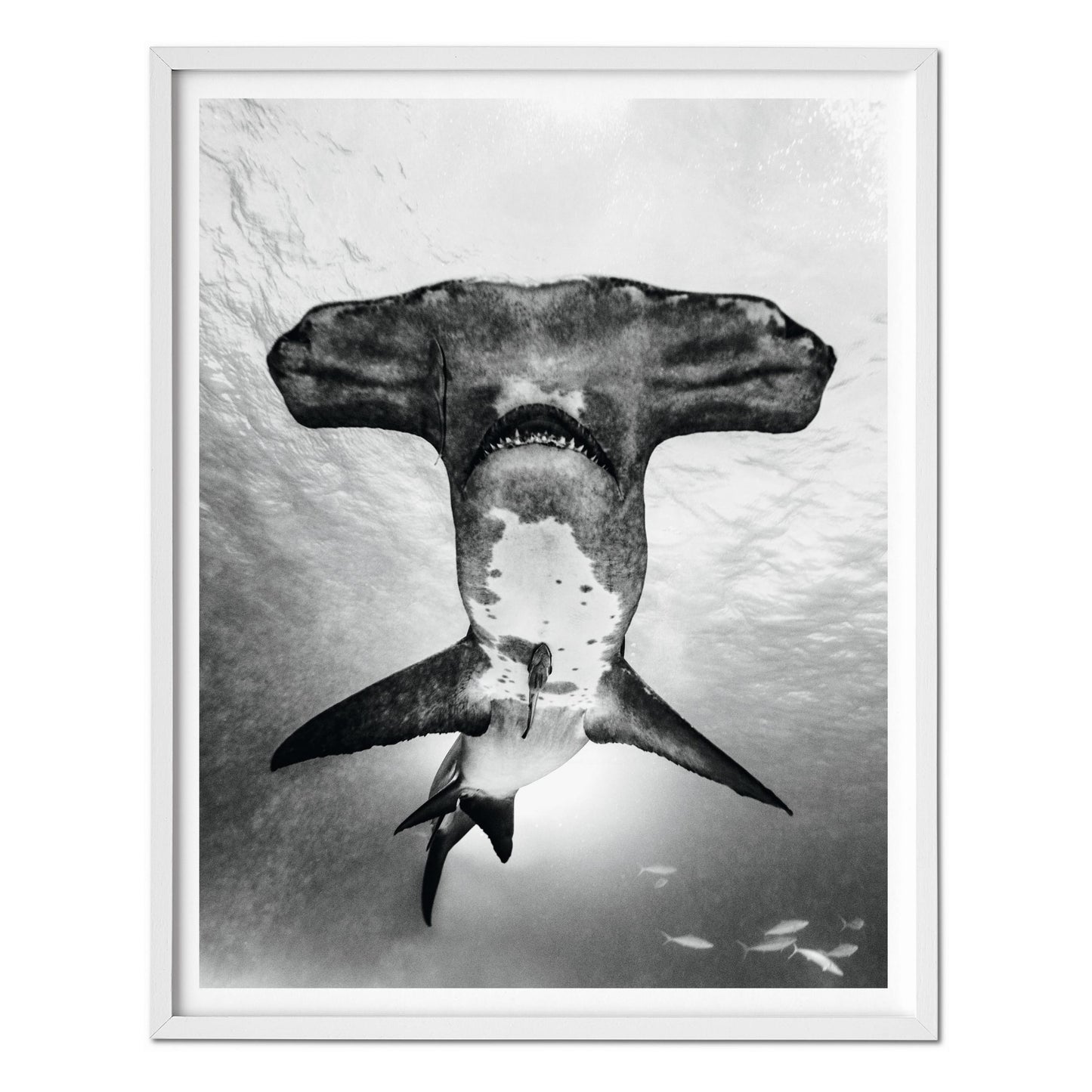 Michael Muller. Sharks, Art Edition No. 101–200 ‘Under Study’ (English)
