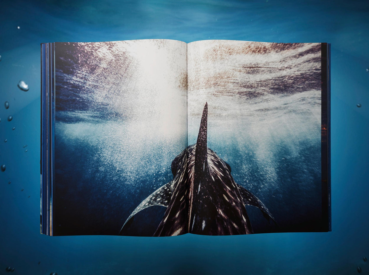 Michael Muller. Sharks, Art Edition No. 1–100 ‘Tear You Apart’ (English)