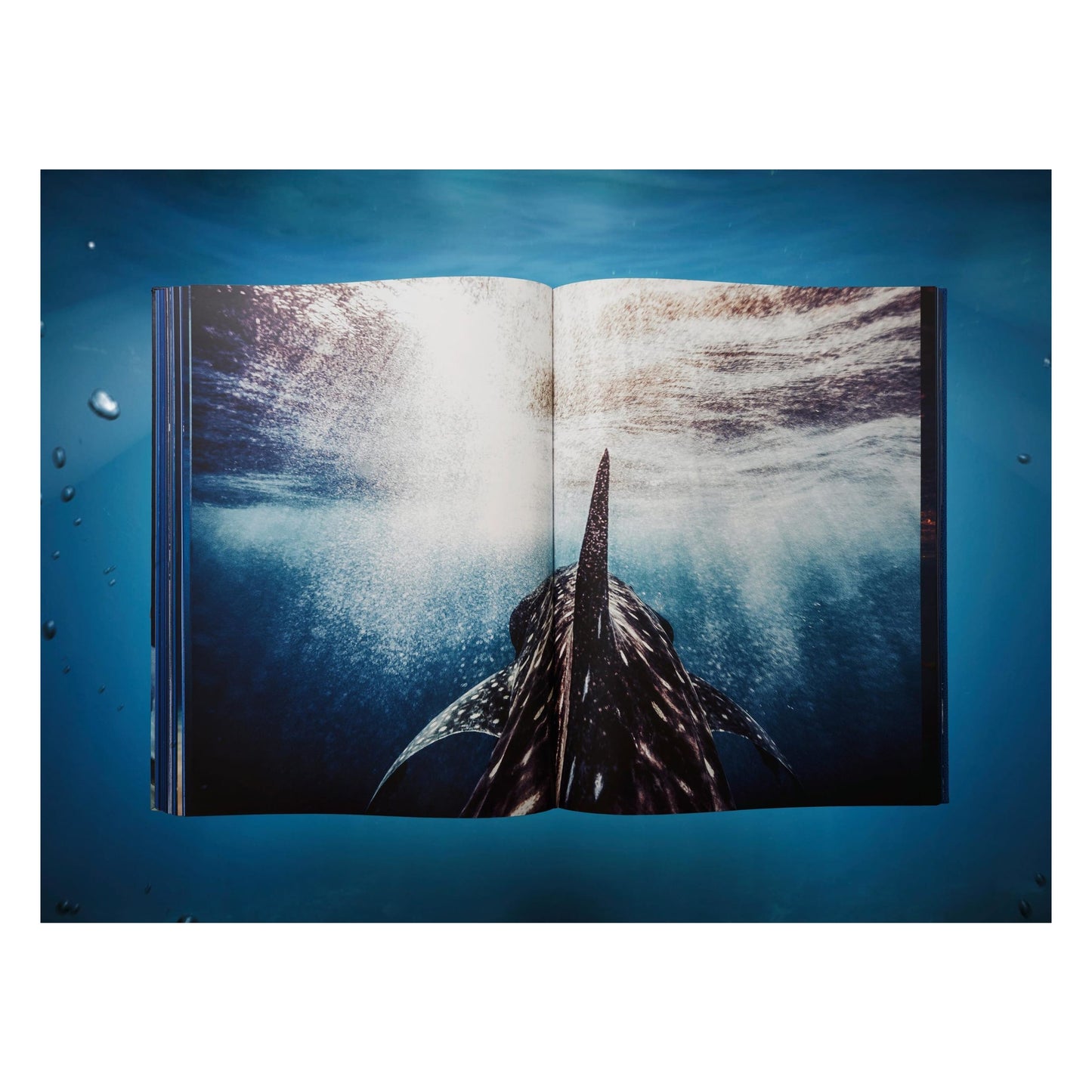 Michael Muller. Sharks, Art Edition No. 1–100 ‘Tear You Apart’ (English)