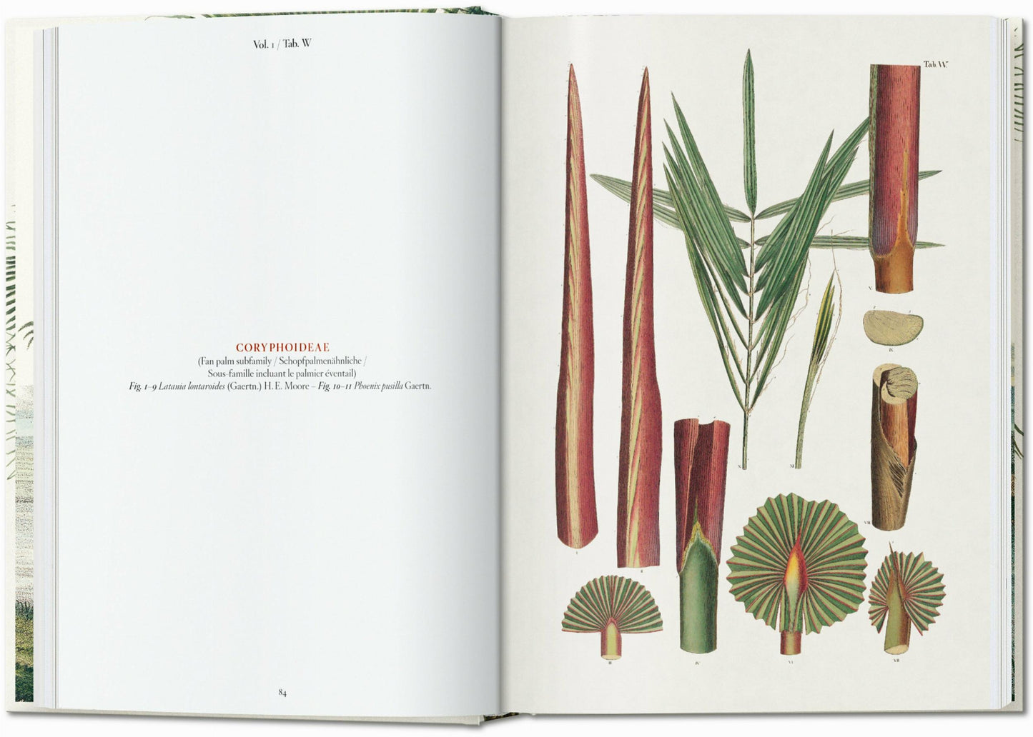 Martius. The Book of Palms. 45th Ed. (German, French, English)