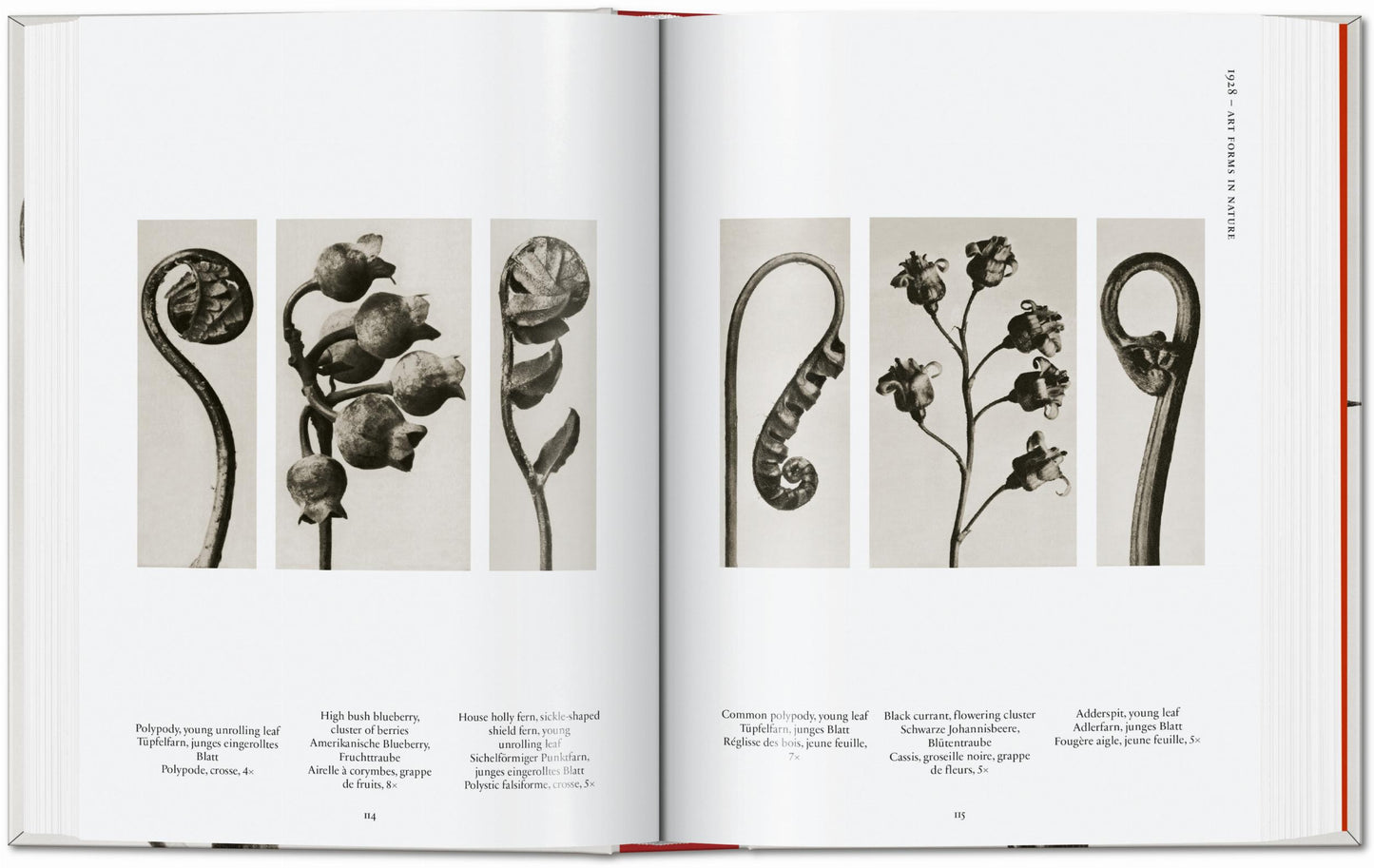 Karl Blossfeldt. The Complete Published Work. 40th Ed. (German, French, English)