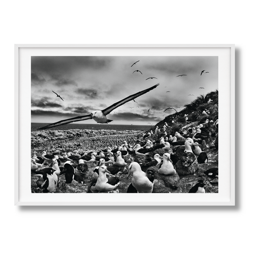 Sebastião Salgado. Genesis. Art Edition No. 201–300 ‘Black-Browed Albatrosses, Falkland Islands’ (English)