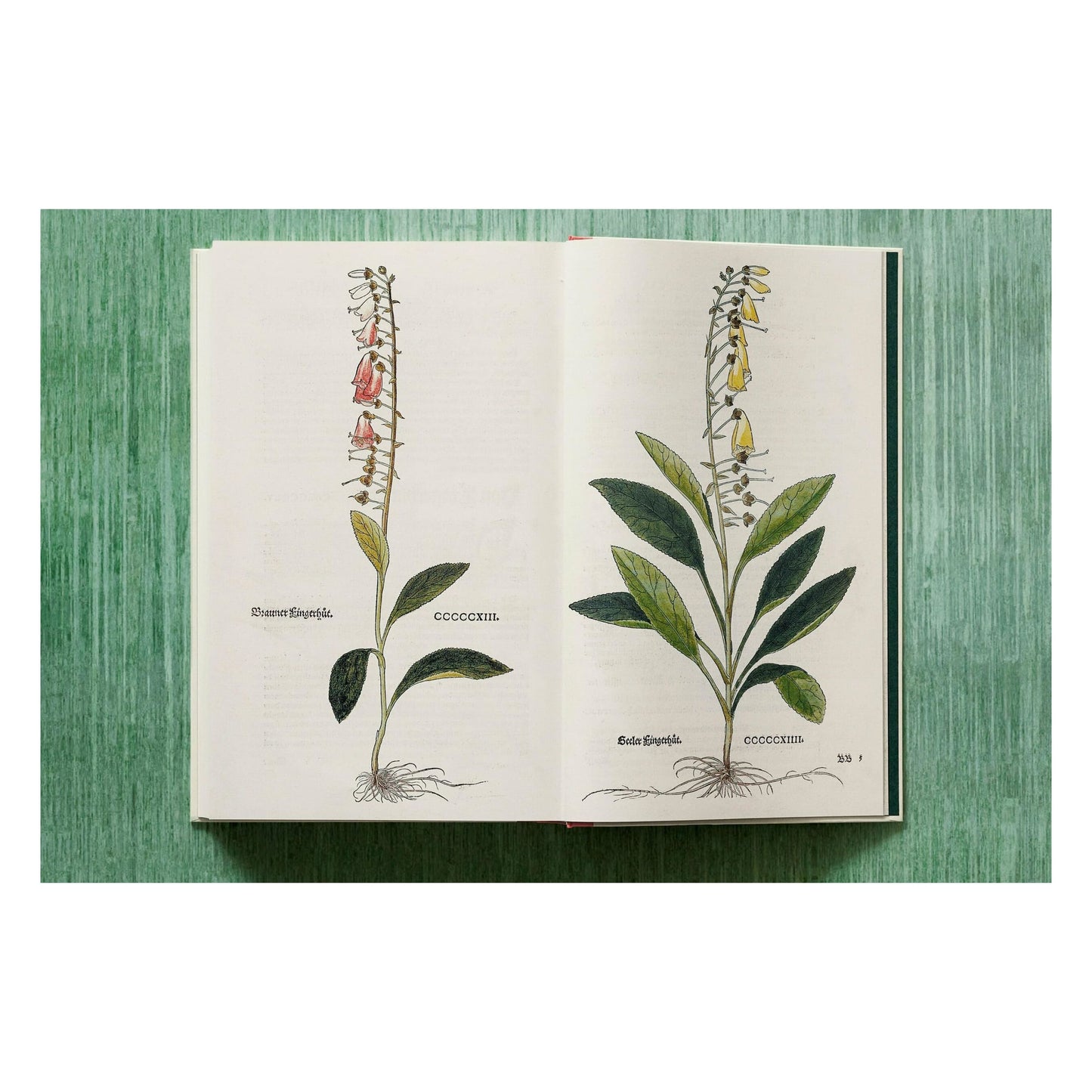 Leonhart Fuchs. Le Nouvel Herbier (French)