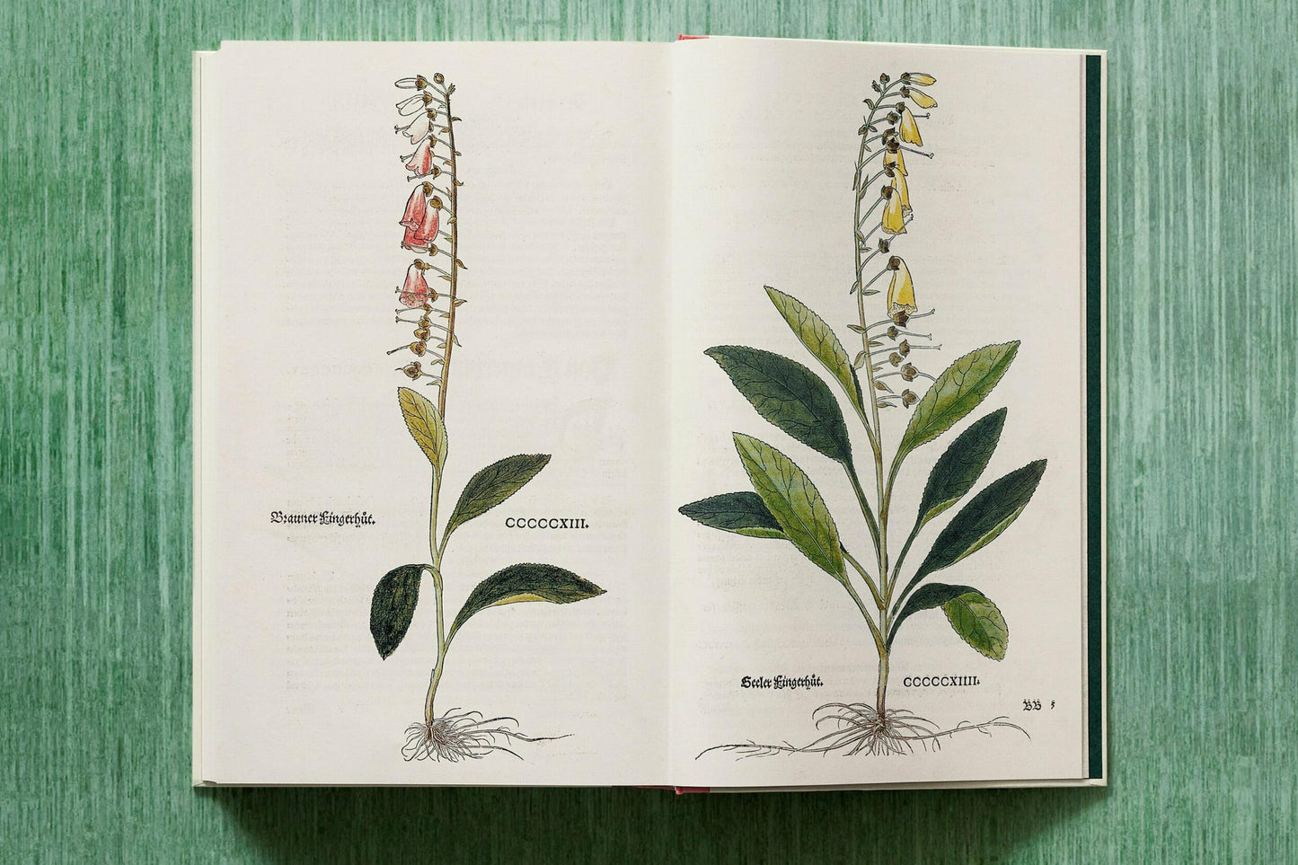 Leonhart Fuchs. Das New Kreüterbuch (German)