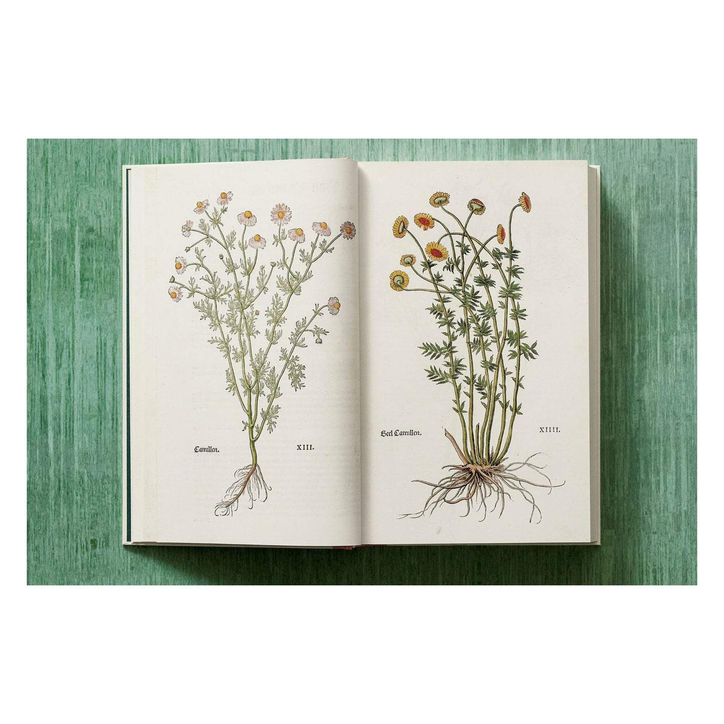 Leonhart Fuchs. Le Nouvel Herbier (French)