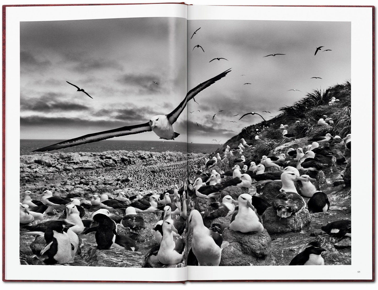 Sebastião Salgado. Genesis. Art Edition No. 201–300 ‘Black-Browed Albatrosses, Falkland Islands’ (English)