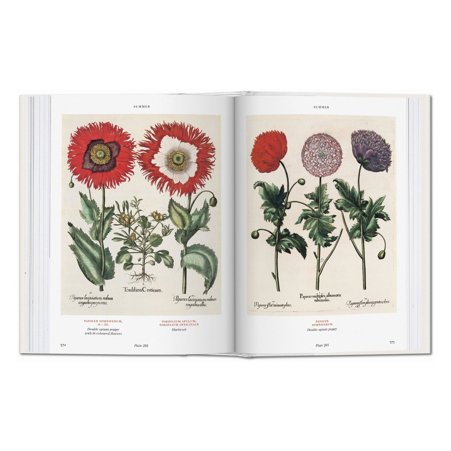 Basilius Besler. L'Herbier. Hortus Eystettensis (French)
