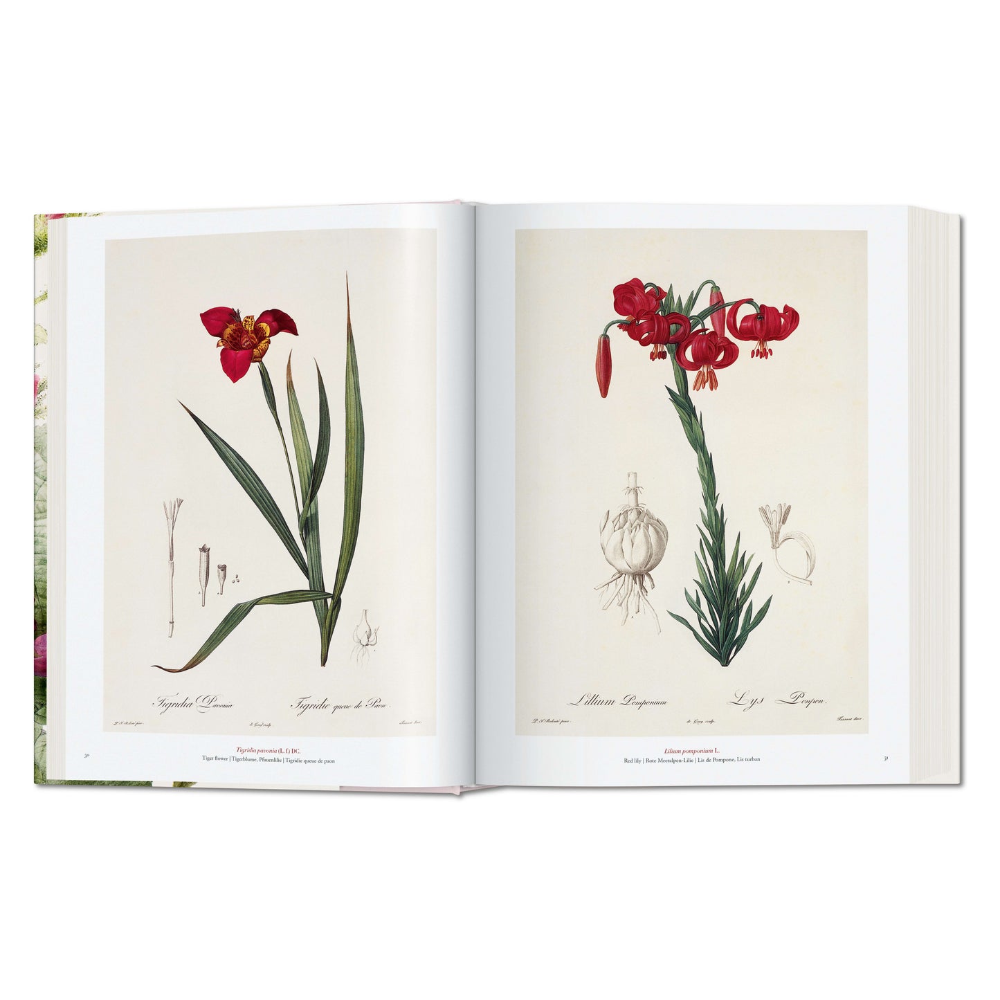 Redouté. El libro de las flores (Spanish, English, Italian)