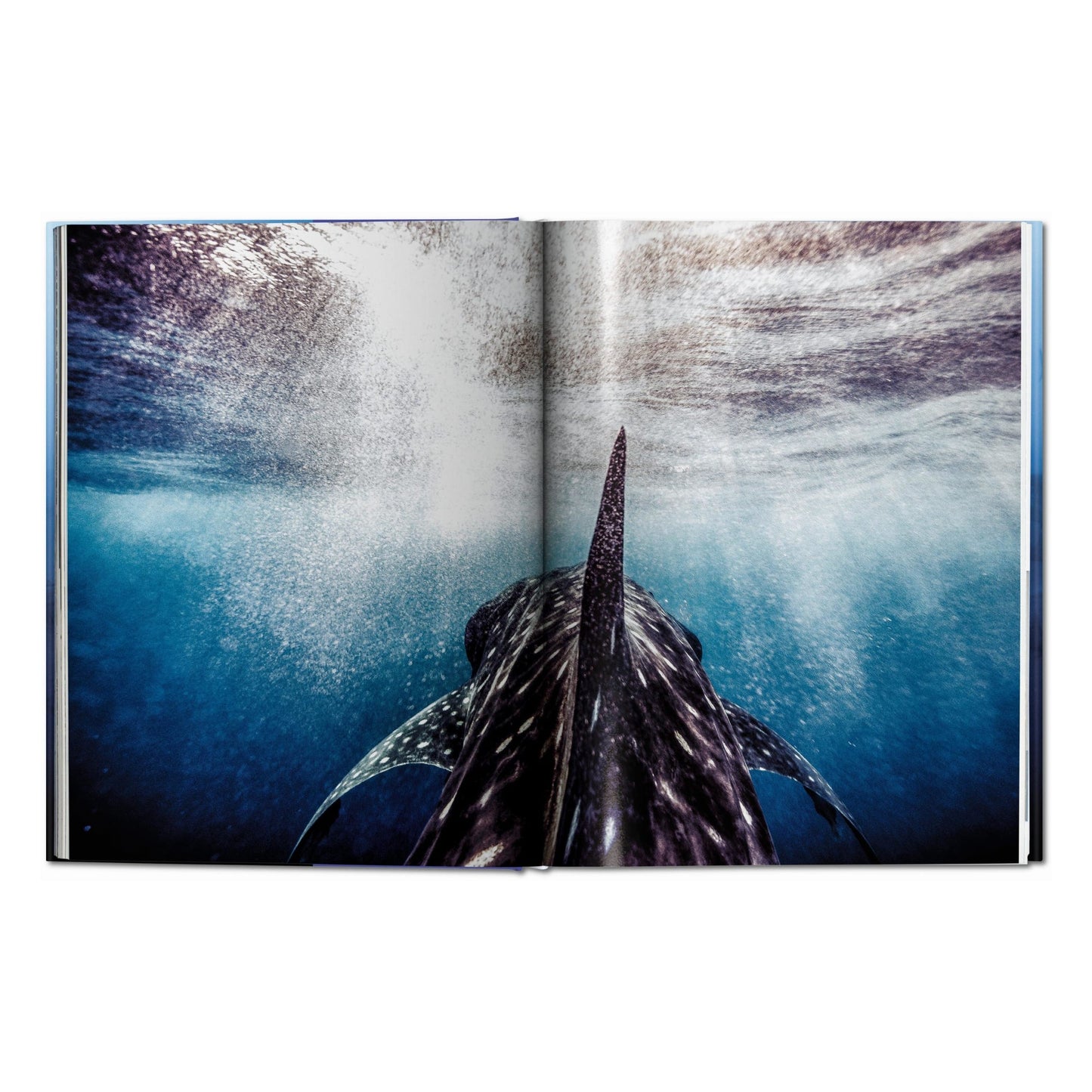 Michael Muller. Sharks (English)