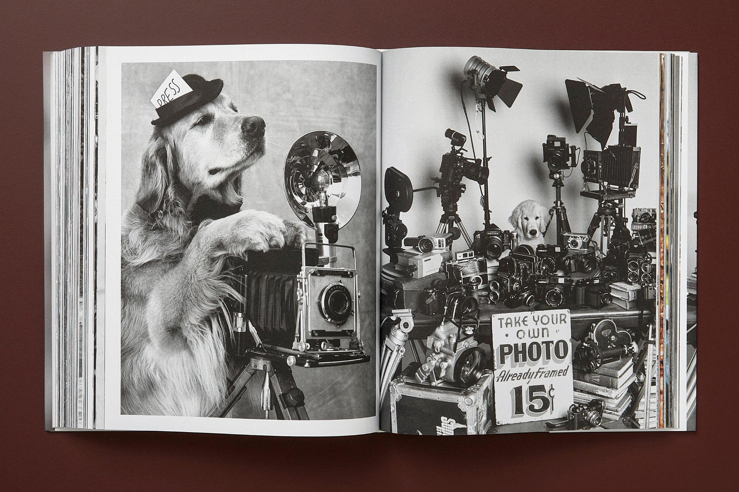 Bruce Weber. The Golden Retriever Photographic Society. Art Edition No. 101–200 ‘Hud, New York City, 2011’ (German, French, English) (AP)