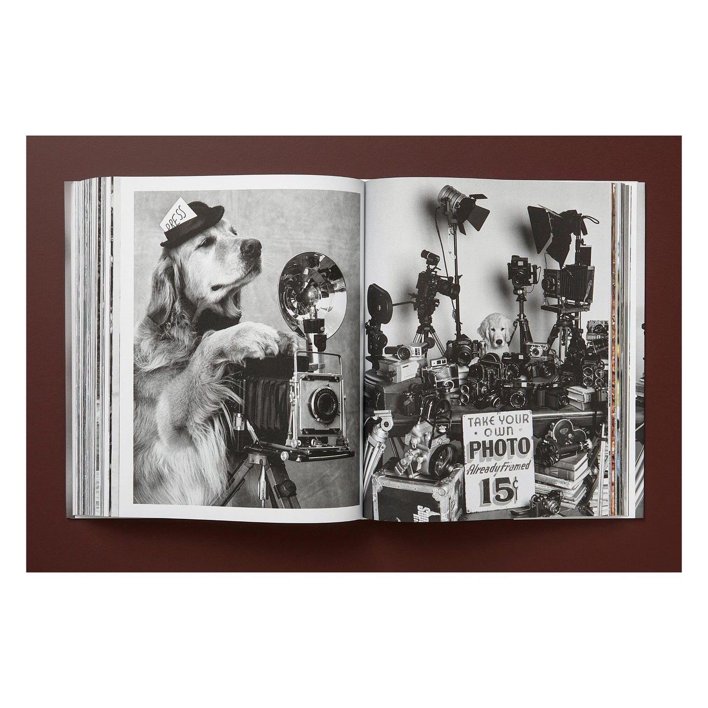 Bruce Weber. The Golden Retriever Photographic Society. Art Edition No. 101–200 ‘Hud, New York City, 2011’ (German, French, English)