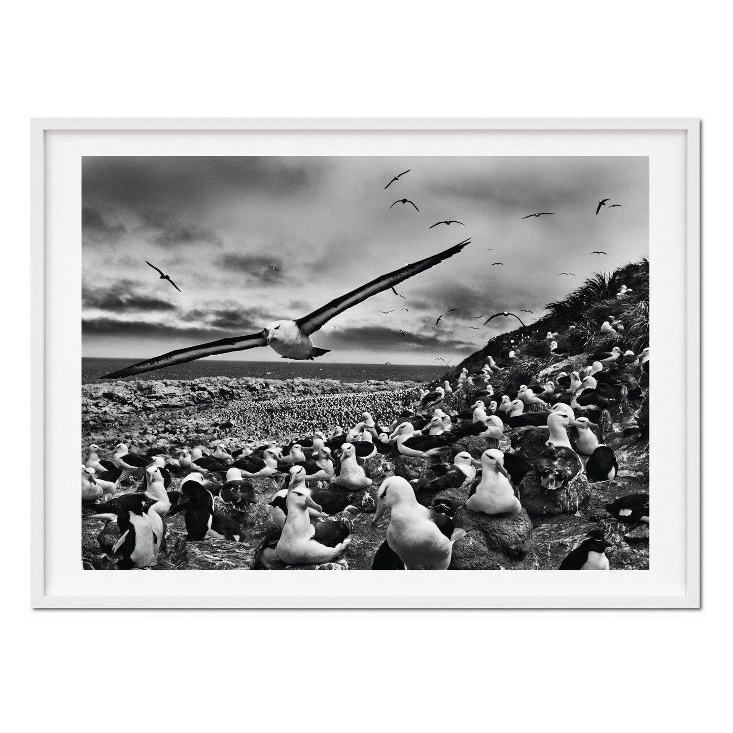 Sebastião Salgado. GENESIS, Art Edition No. 201–300 ‘Black-Browed Albatrosses, Falkland Islands’ (English) (AP)