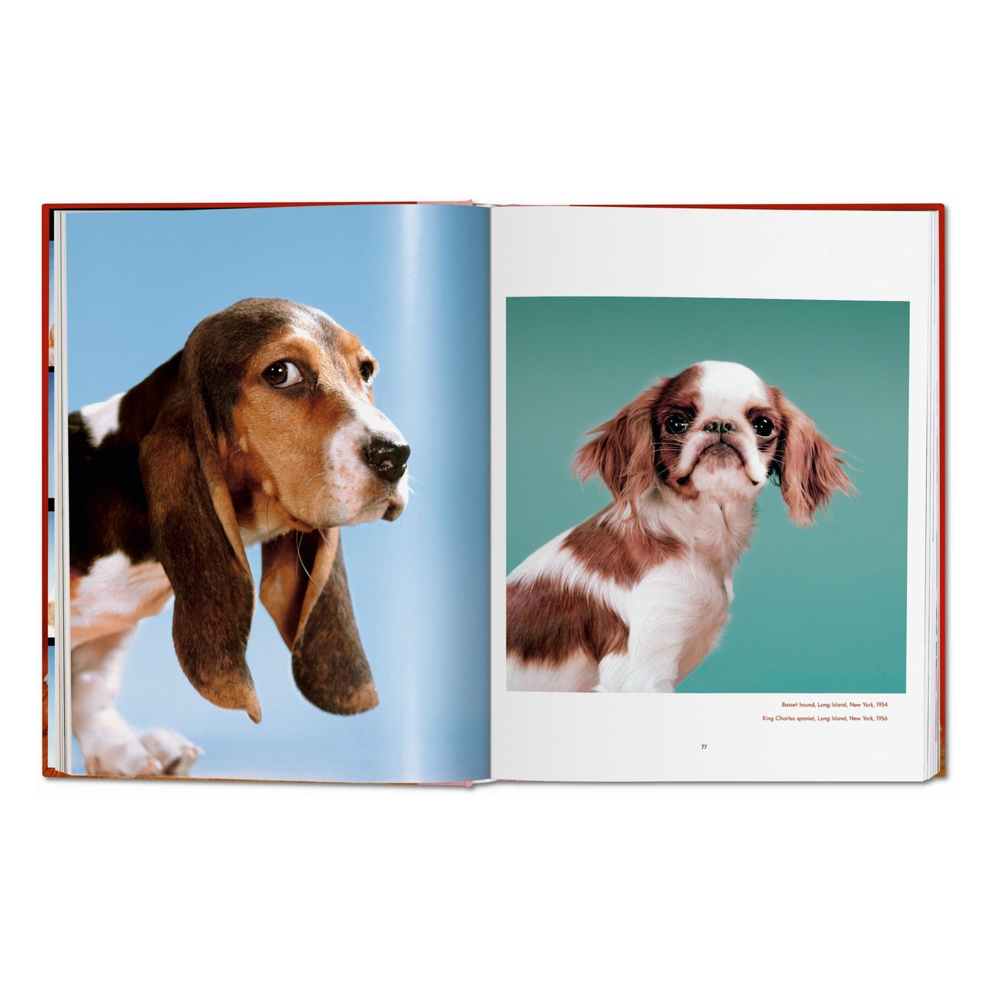 Walter Chandoha. Dogs. Photographs 1941–1991 (German, French, English)